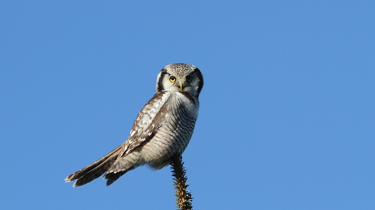 Northern hawk owl perched against a blue sky at Lista, Norway