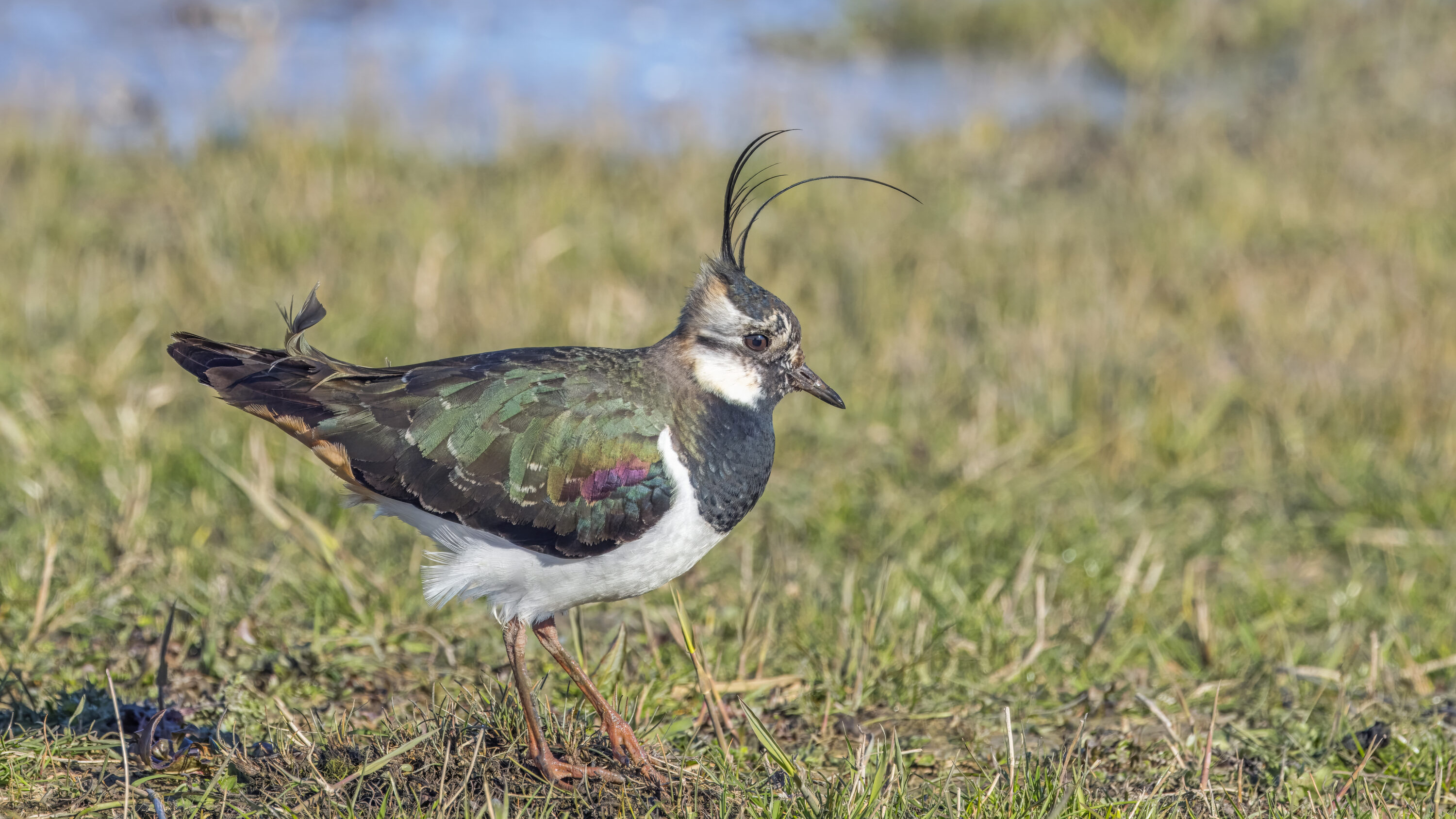 Female northern lapwing standing in short vegetation