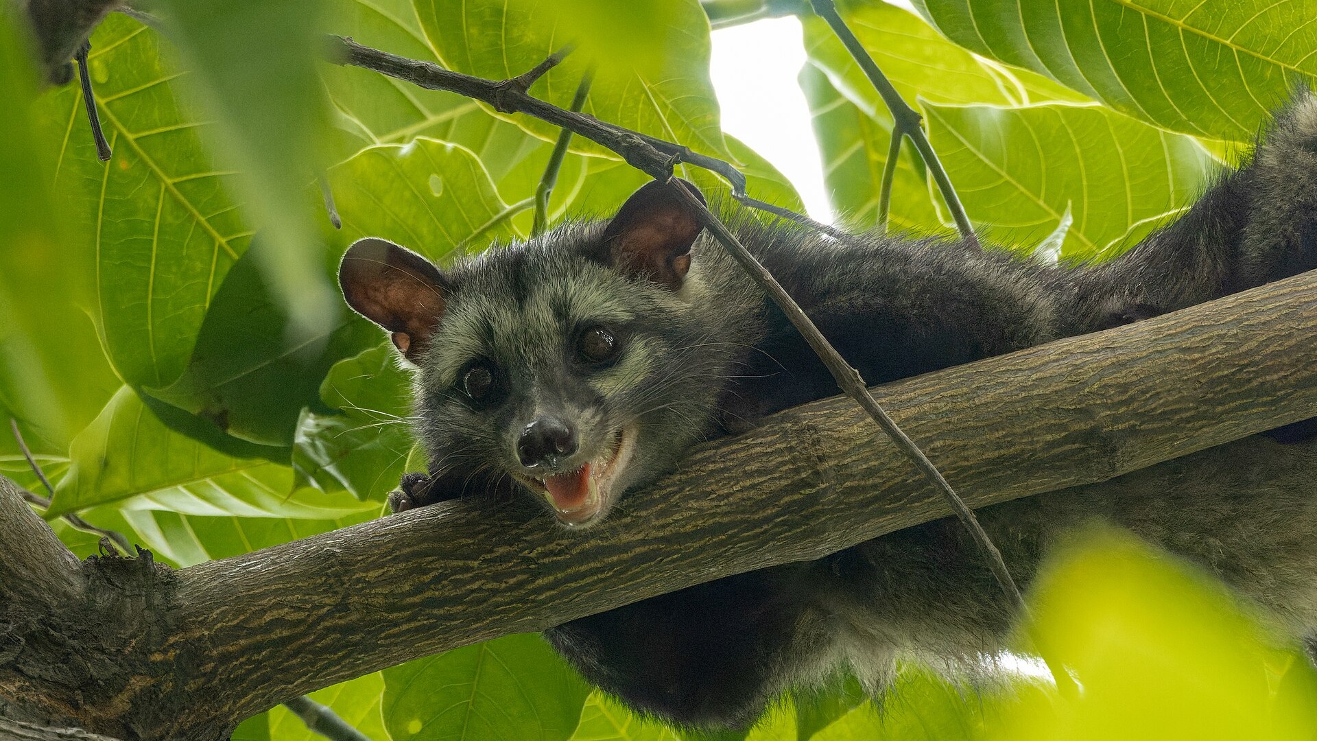 Northern palm civet in vegetation