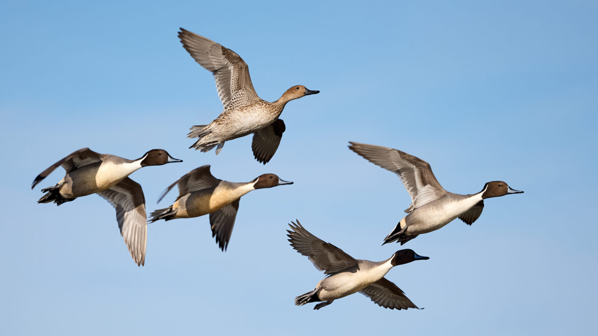 Five northern pintails in courtship flight over Llano Seco, California
