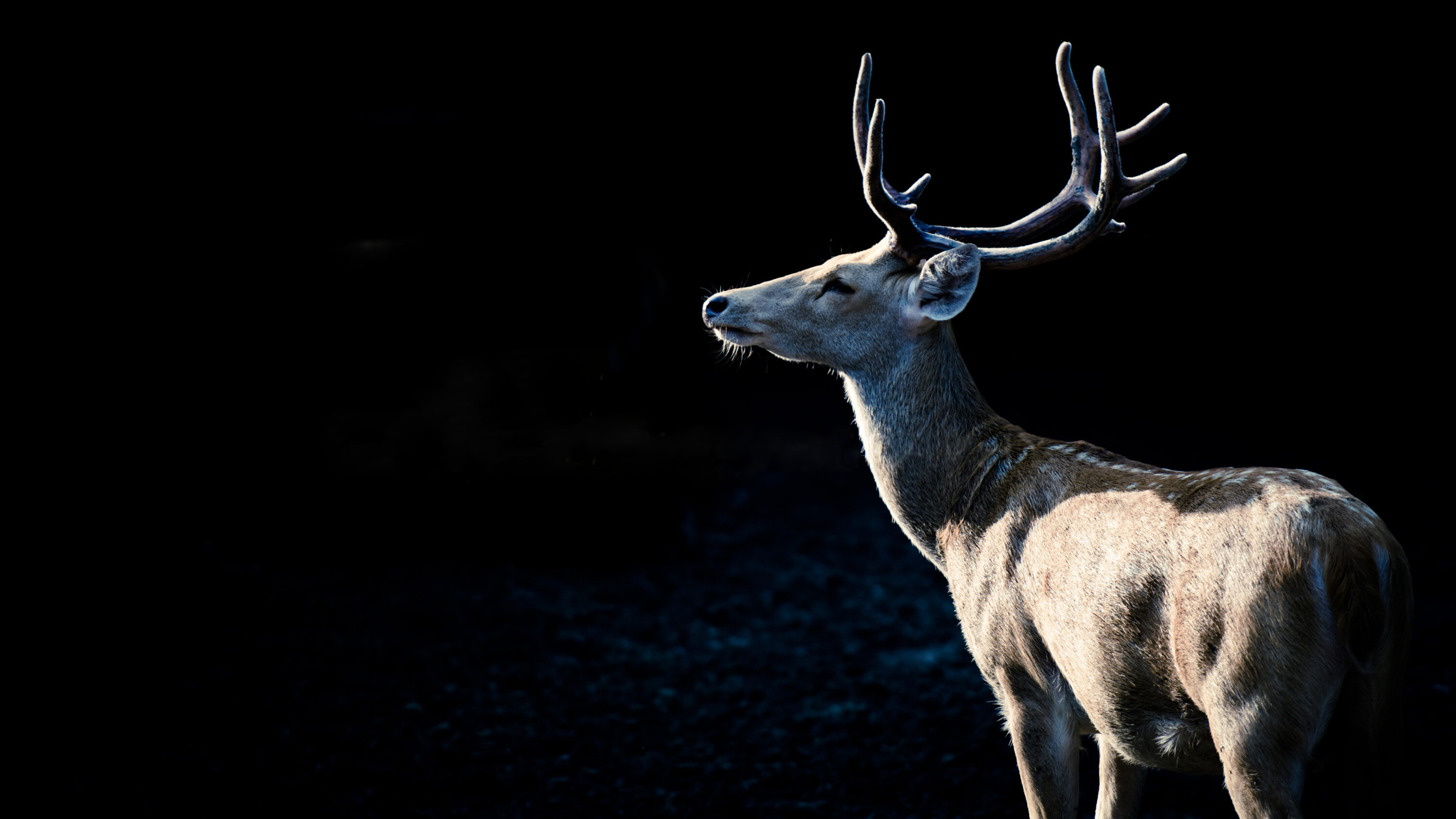 Wild northern swamp deer in Dudhwa National Park, India