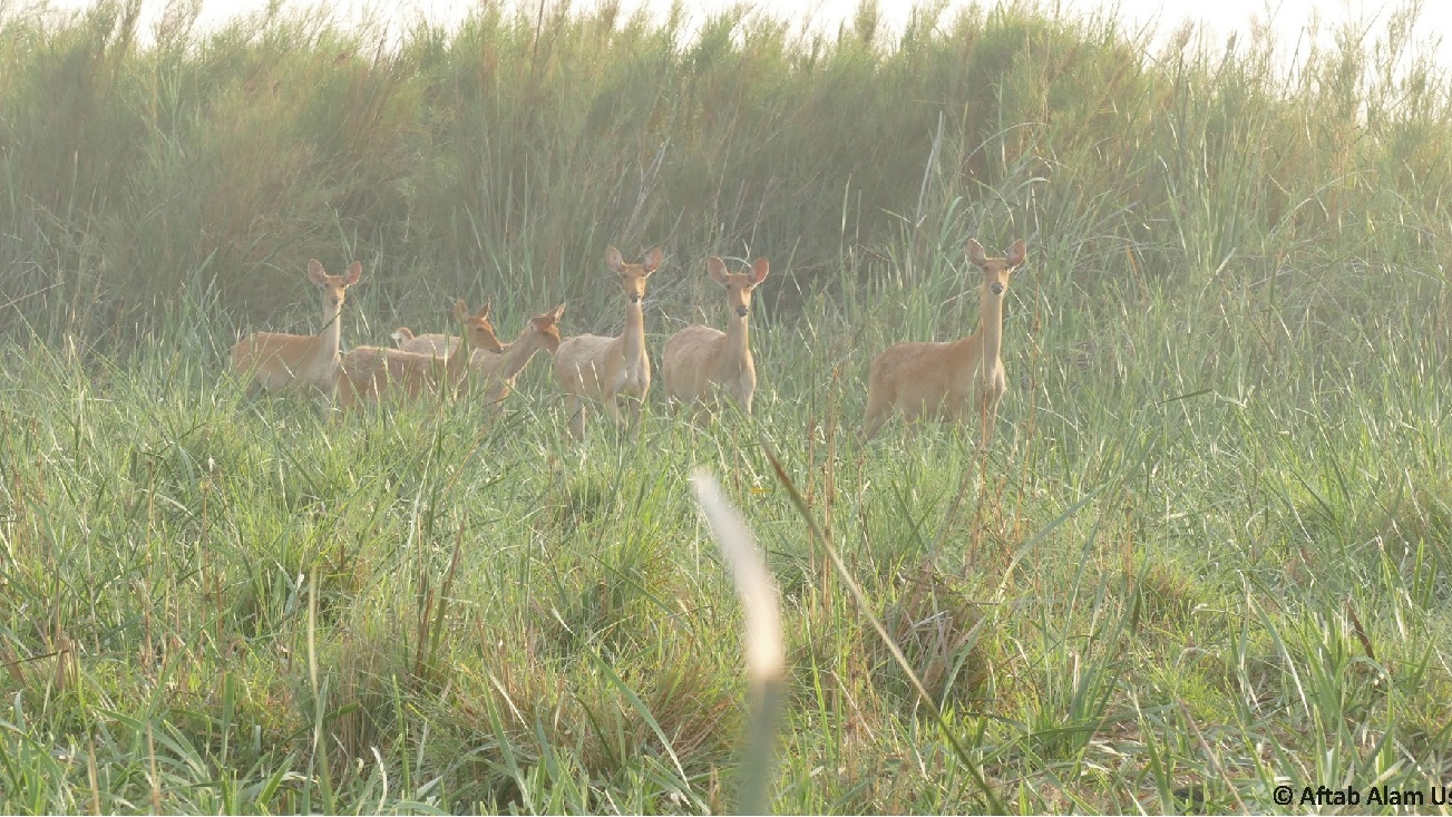 Herd of northern swamp deer in grassland near Lower Ganga Barrage, Narora, India