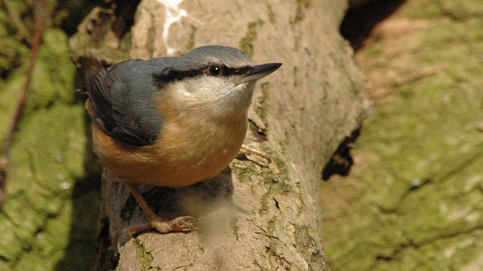Eurasian nuthatch perched on a fallen log in woodland