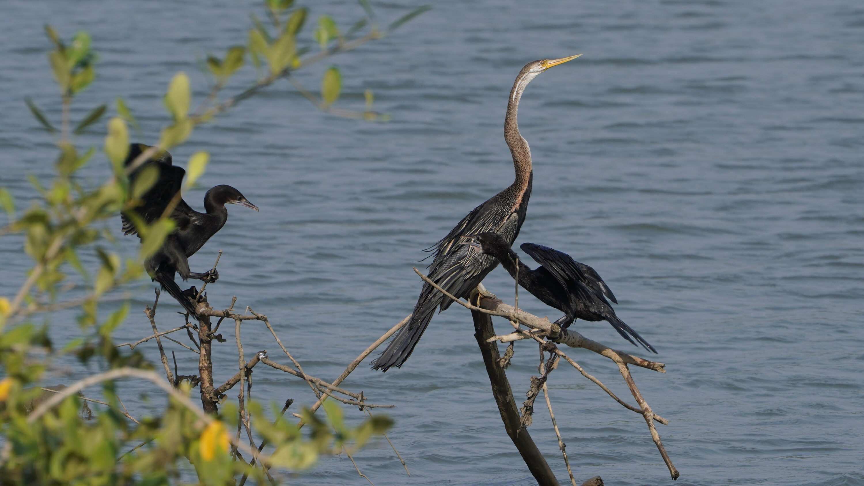 Anhinga melanogaster / Microcarbo niger, Chemanchery, Kerala, India