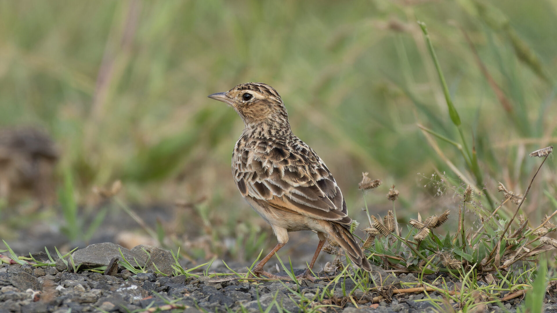 Oriental skylark standing on the ground in Baruipur, West Bengal, India
