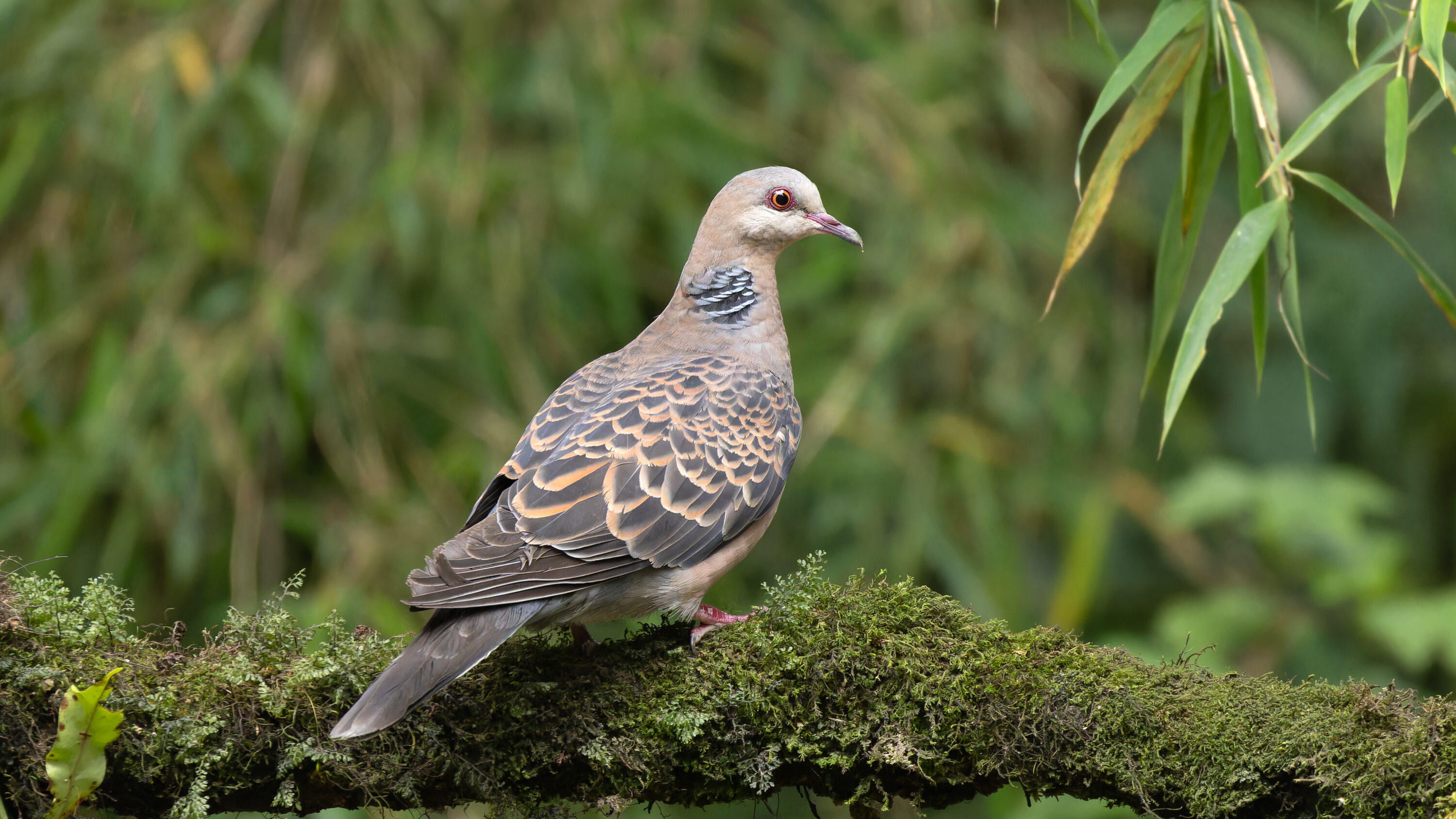 Oriental Turtle Dove perched on a mossy branch in Senchal Wildlife Sanctuary, India