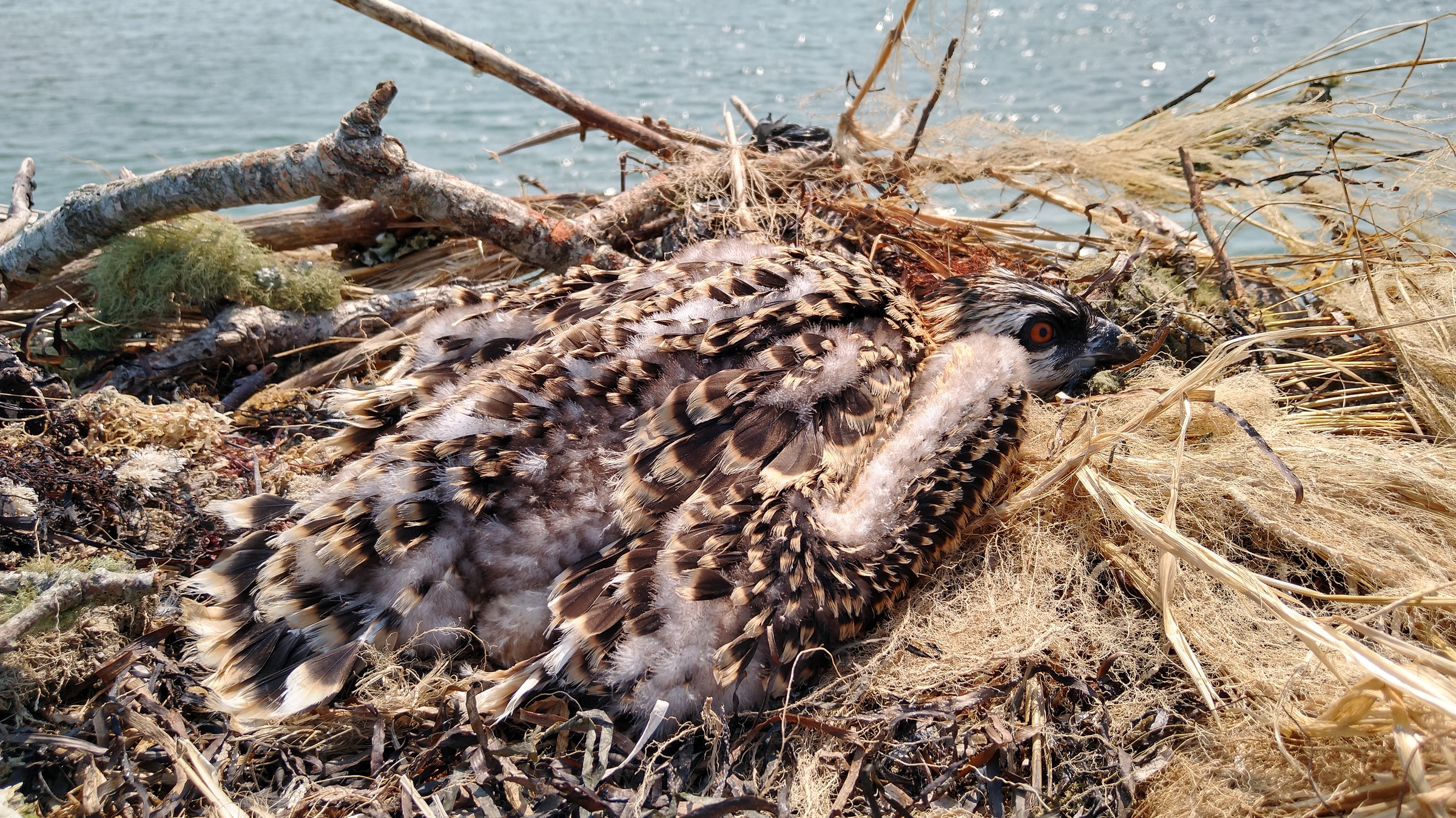 Thirty-day-old osprey nestling showing developing feathers in its nest