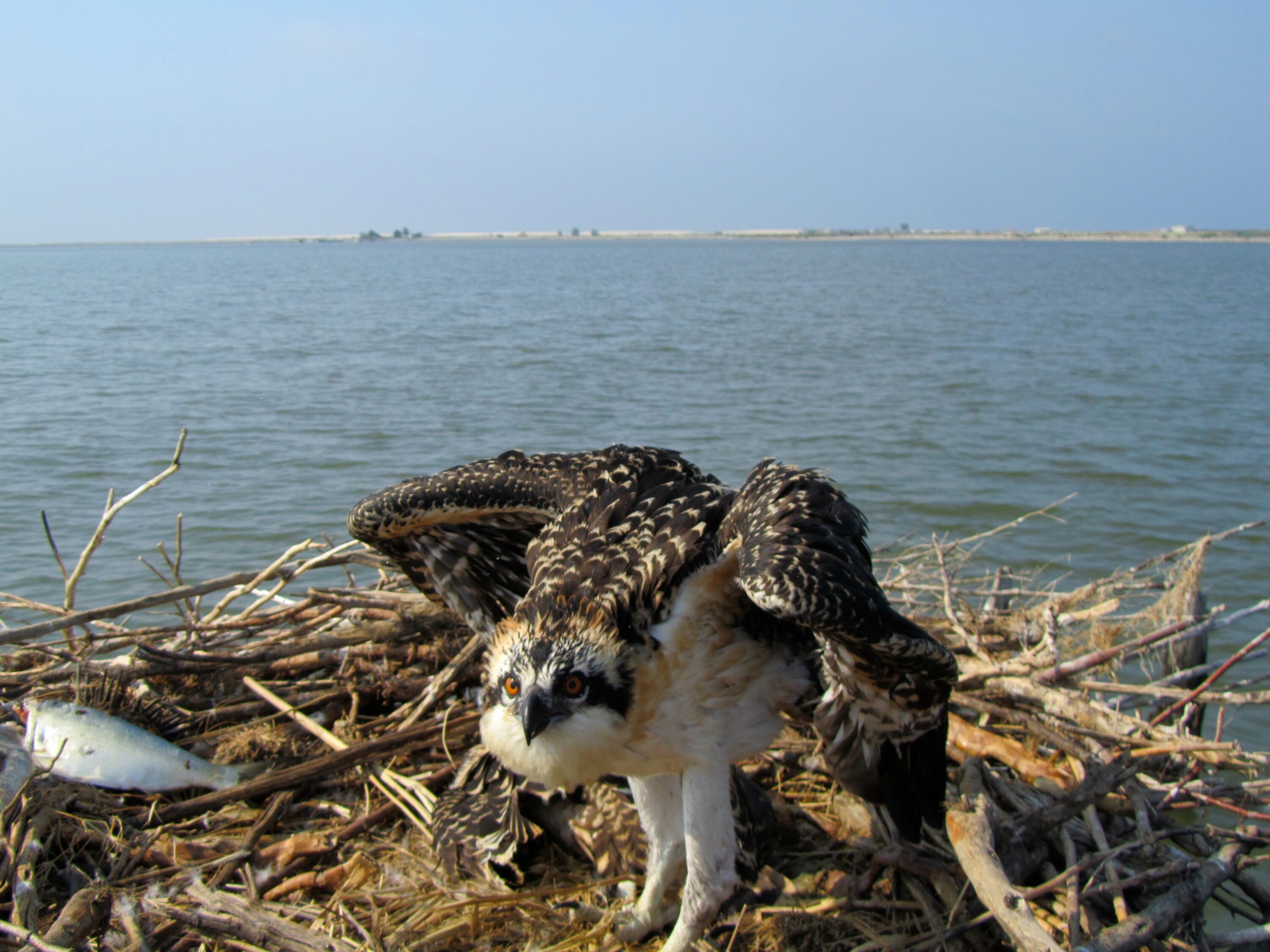 A seven- to eight-week-old osprey fledgling standing in a nest