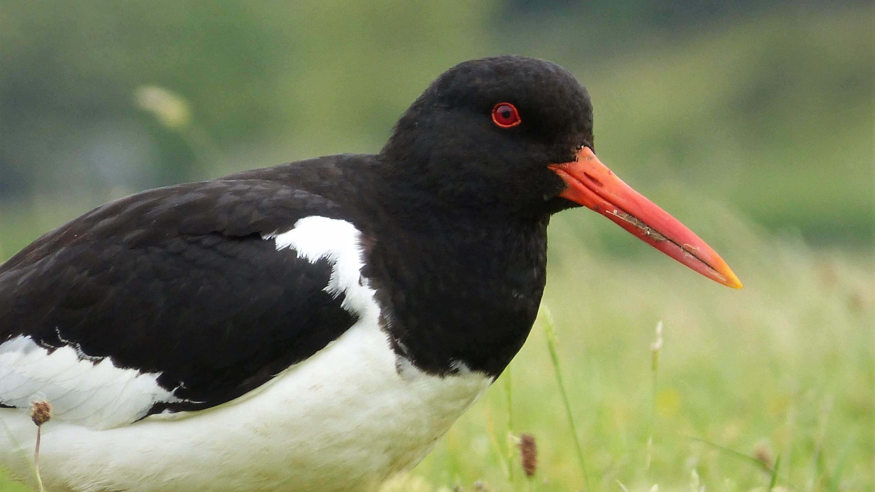 Eurasian oystercatcher standing in green grass