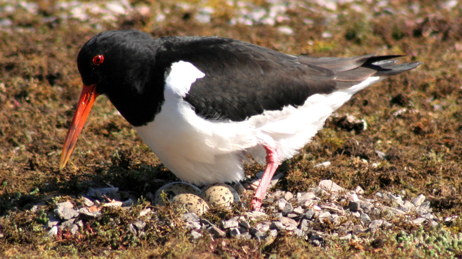 Eurasian oystercatcher standing over eggs in its nest
