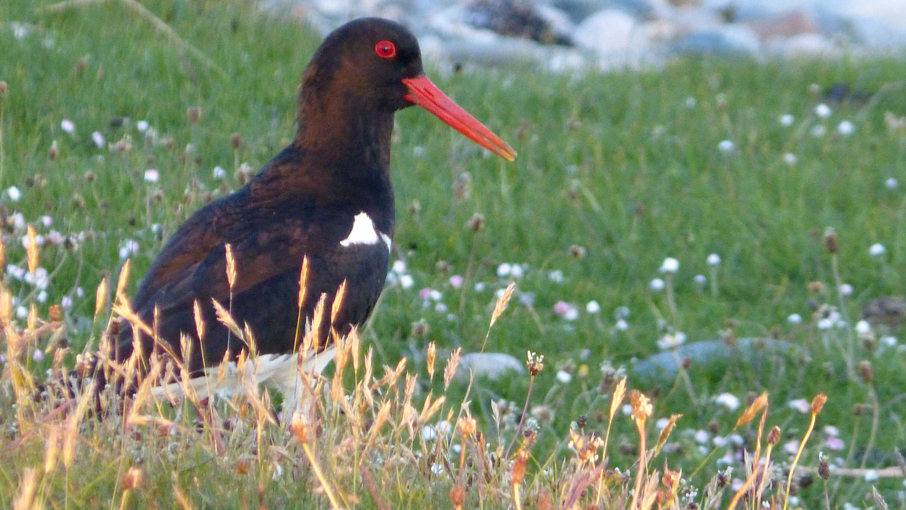 Eurasian oystercatcher standing in open grassland on Islay, Scotland