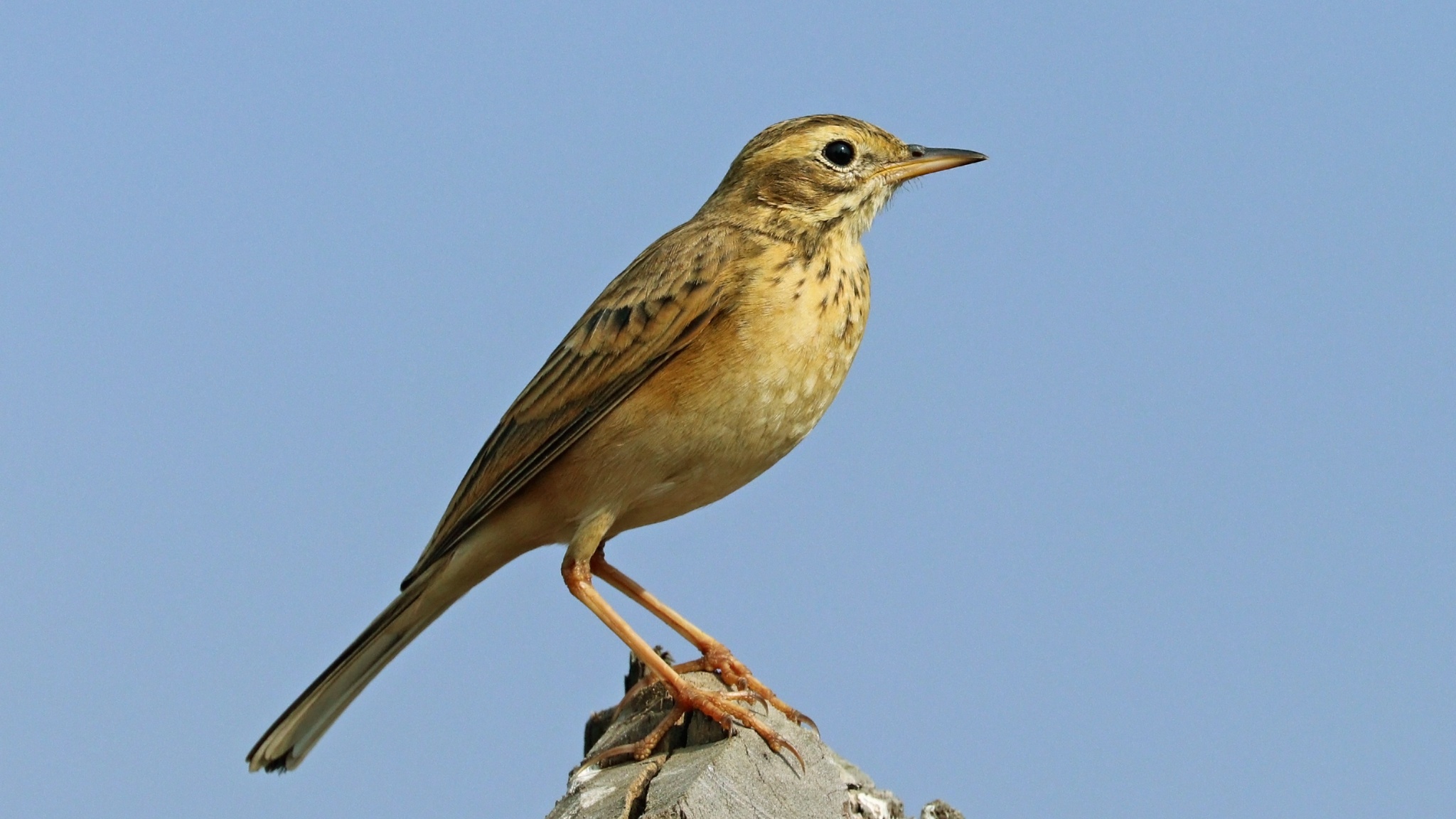 Paddyfield pipit perched on a stump in Kanha National Park