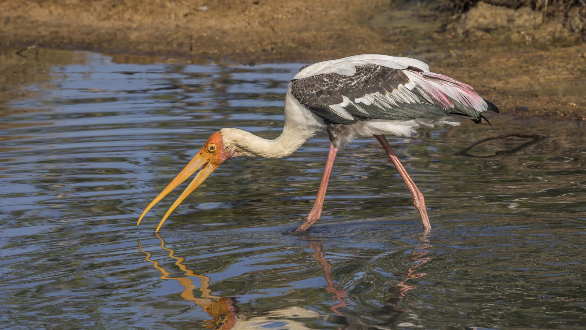 Painted stork catching a fish in shallow water
