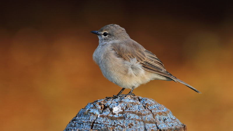 Pale flycatcher in KwaZulu-Natal, South Africa