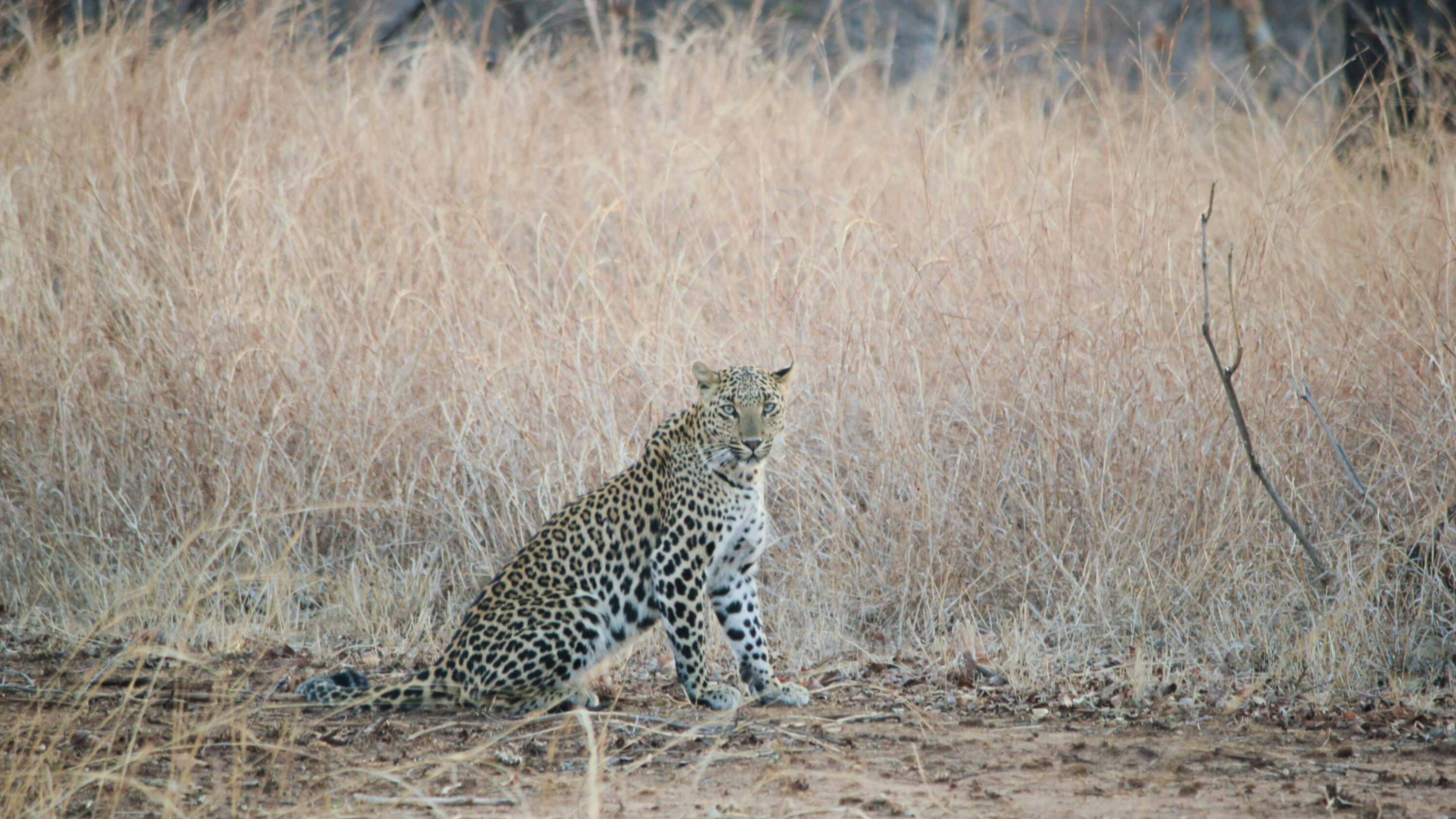 Wild female leopard in Panna Tiger Reserve, India
