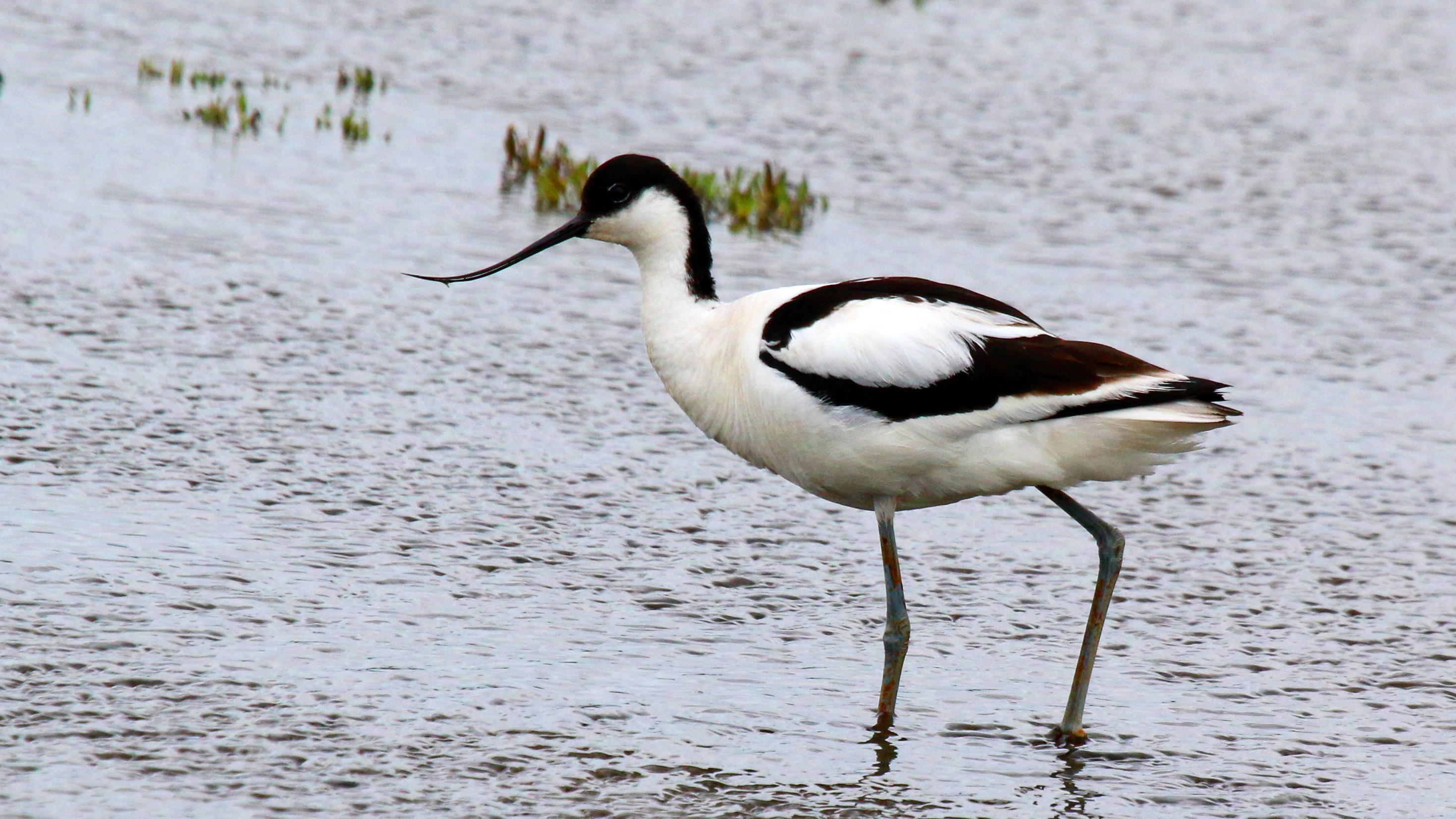 A pied avocet standing in shallow water