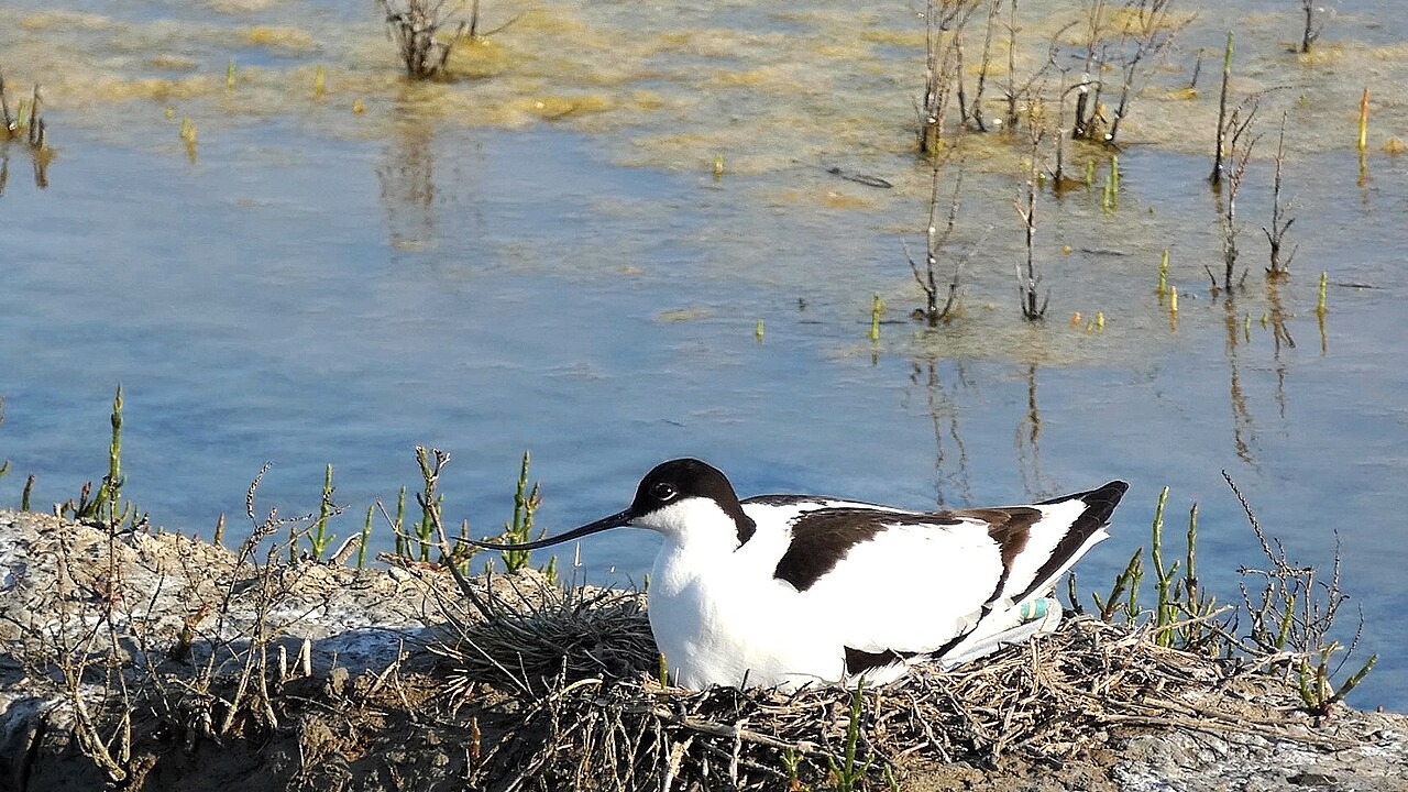 Pied avocet sitting on a nest beside shallow water