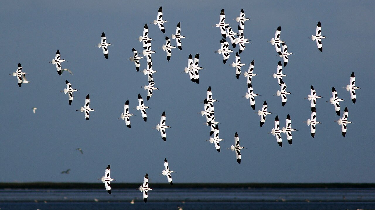 Flock of pied avocets flying over tidal flats in the Wadden Sea