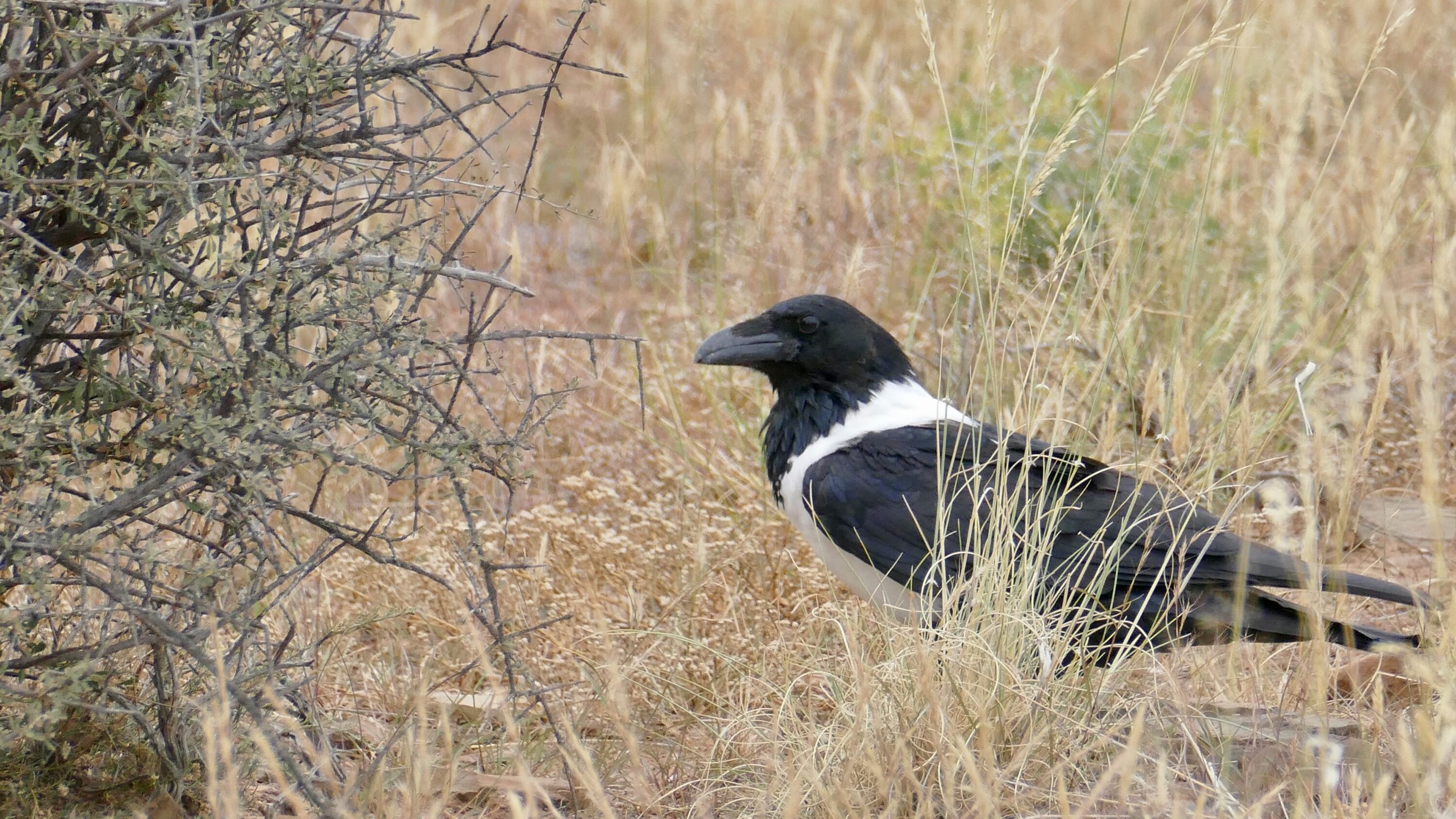 Pied Crow in Karoo National Park, South Africa