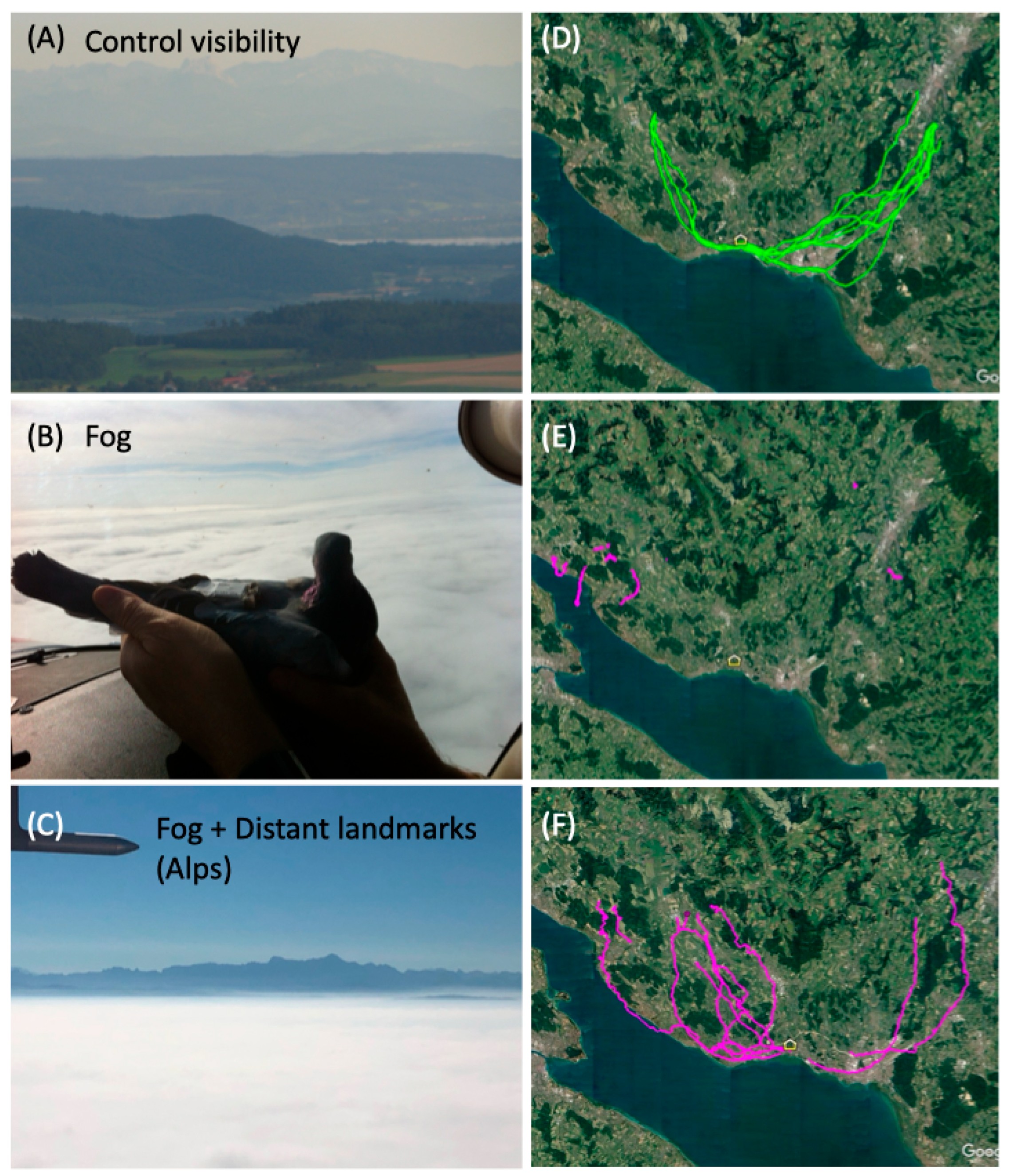 Three visibility conditions and corresponding homing pigeon flight paths