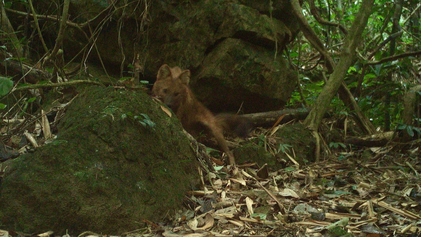 Camera-trap photograph of the dhole recorded in Pu Hoat Nature Reserve on 31 December 2023