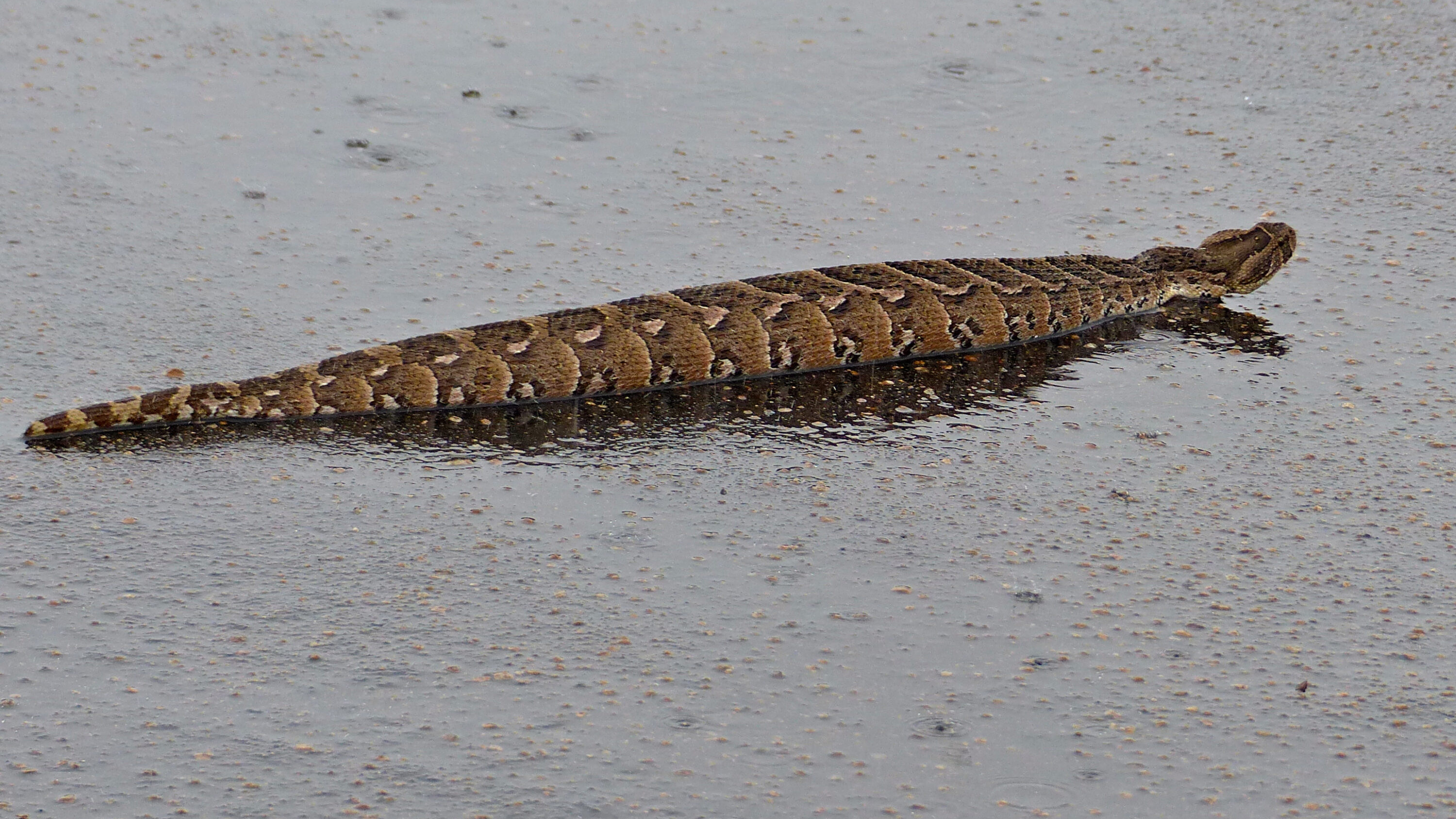 Wild puff adder crossing a wet road in Kruger National Park