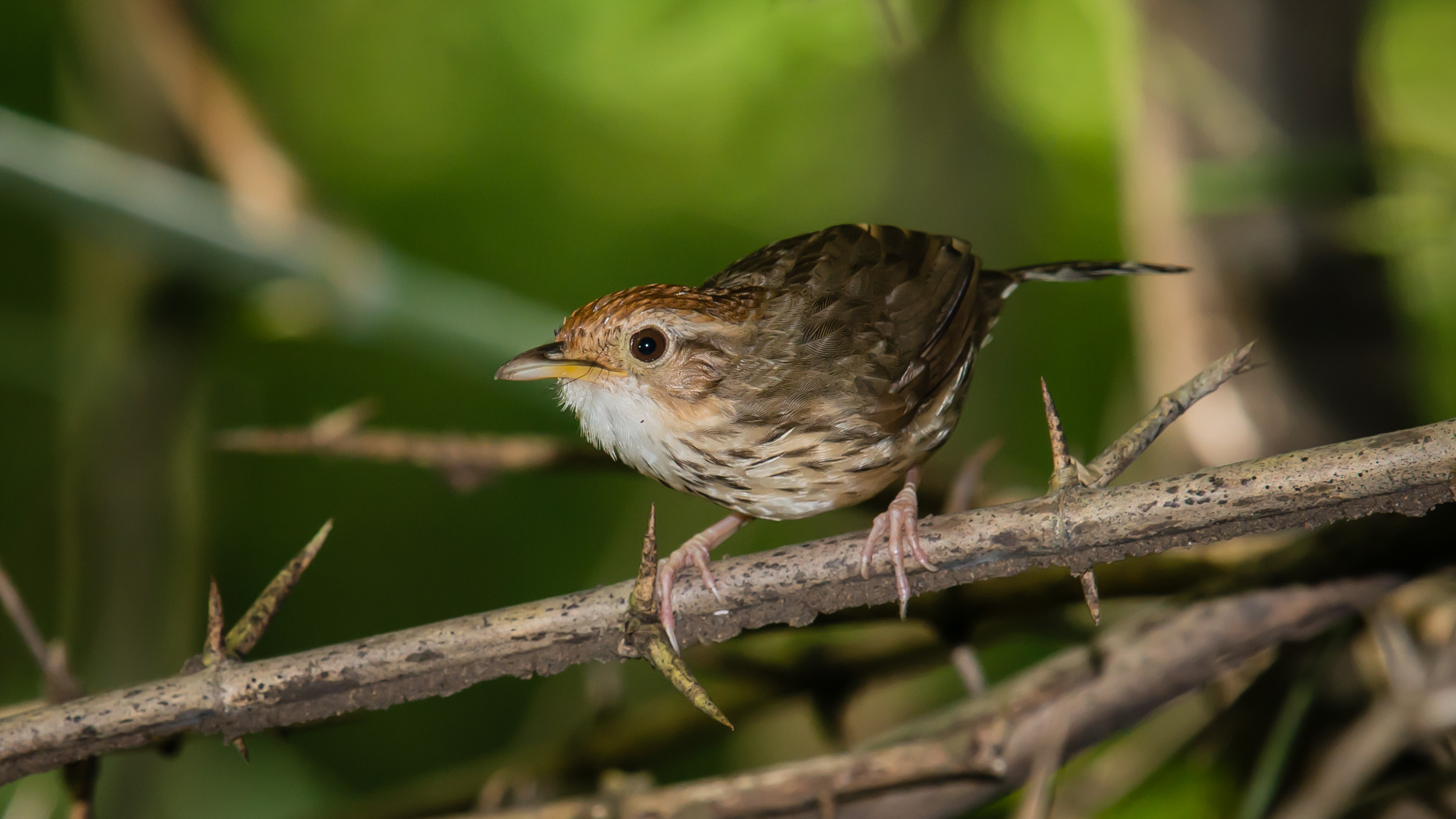 Puff-throated Babbler perched in dense forest undergrowth