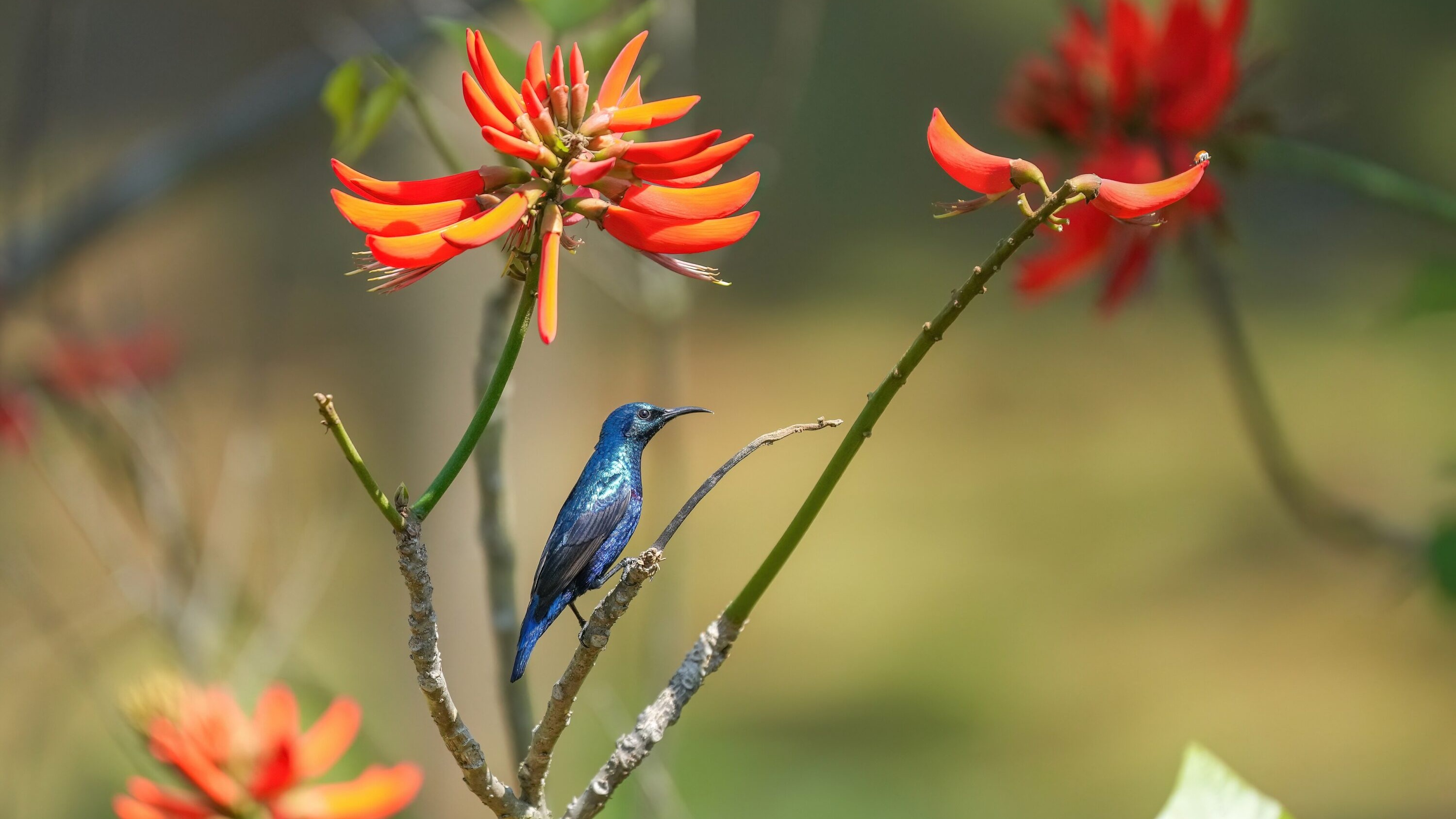 Male Purple Sunbird perched among red flowers in Jim Corbett National Park, India