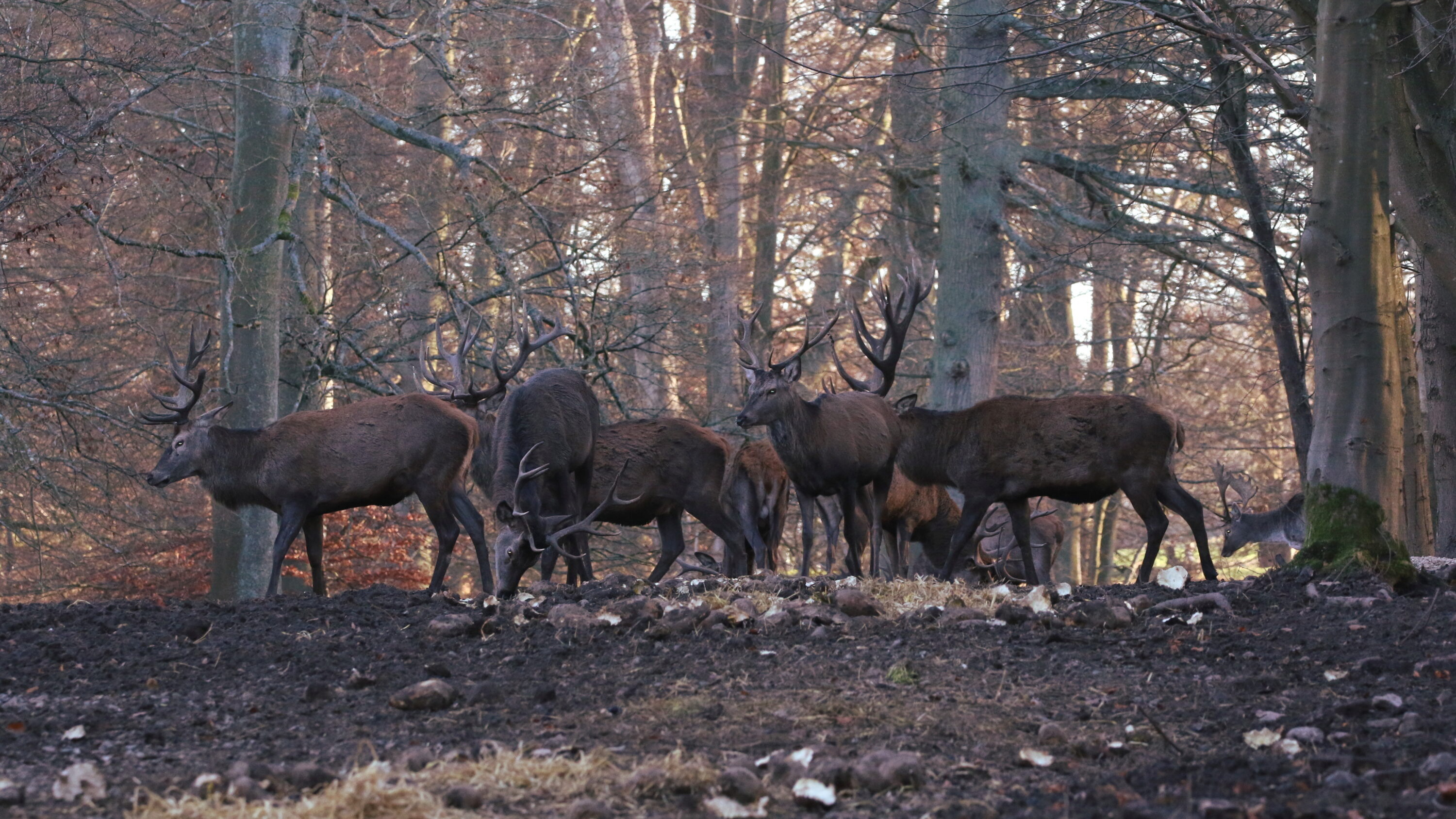 Red deer in natural habitat