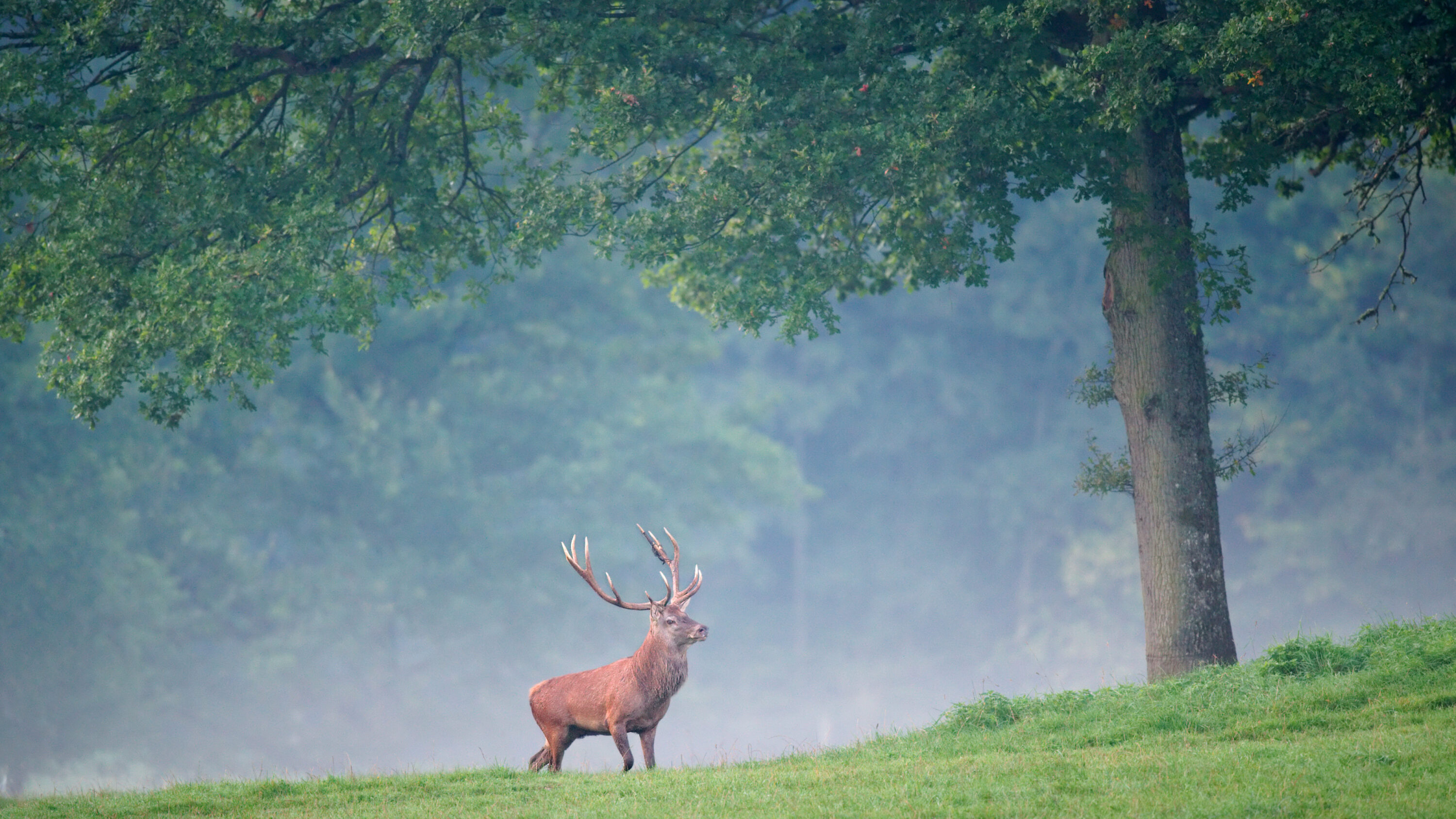 Red deer stag in Freyr Forest near Han-sur-Lesse, Belgium