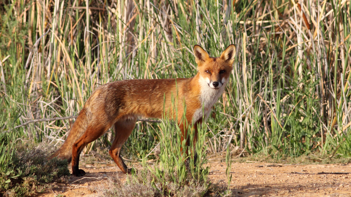 Wild red fox at Lake Cargelligo in New South Wales, Australia