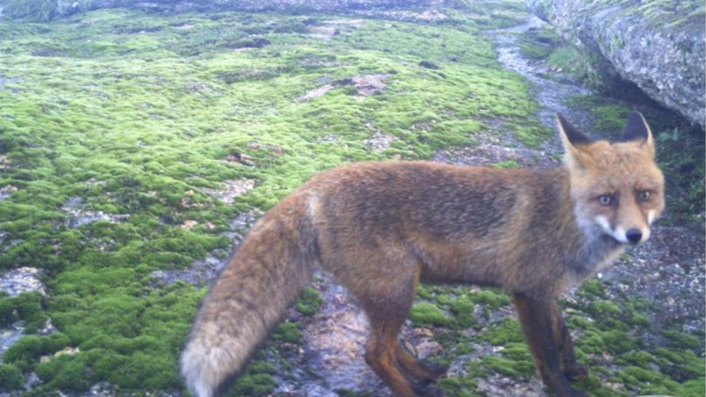 Red fox without visible mange signs in a study camera-trap photograph
