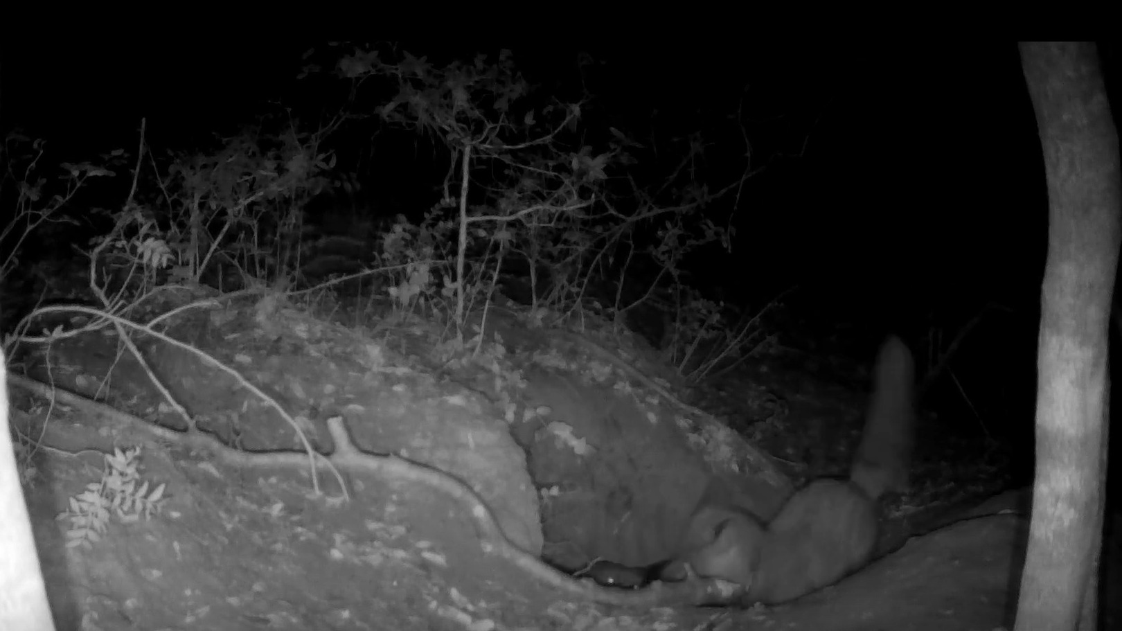 Camera-trap frame showing a red fox at a wolf den during the documented attack on a wolf pup in Castelporziano, Italy