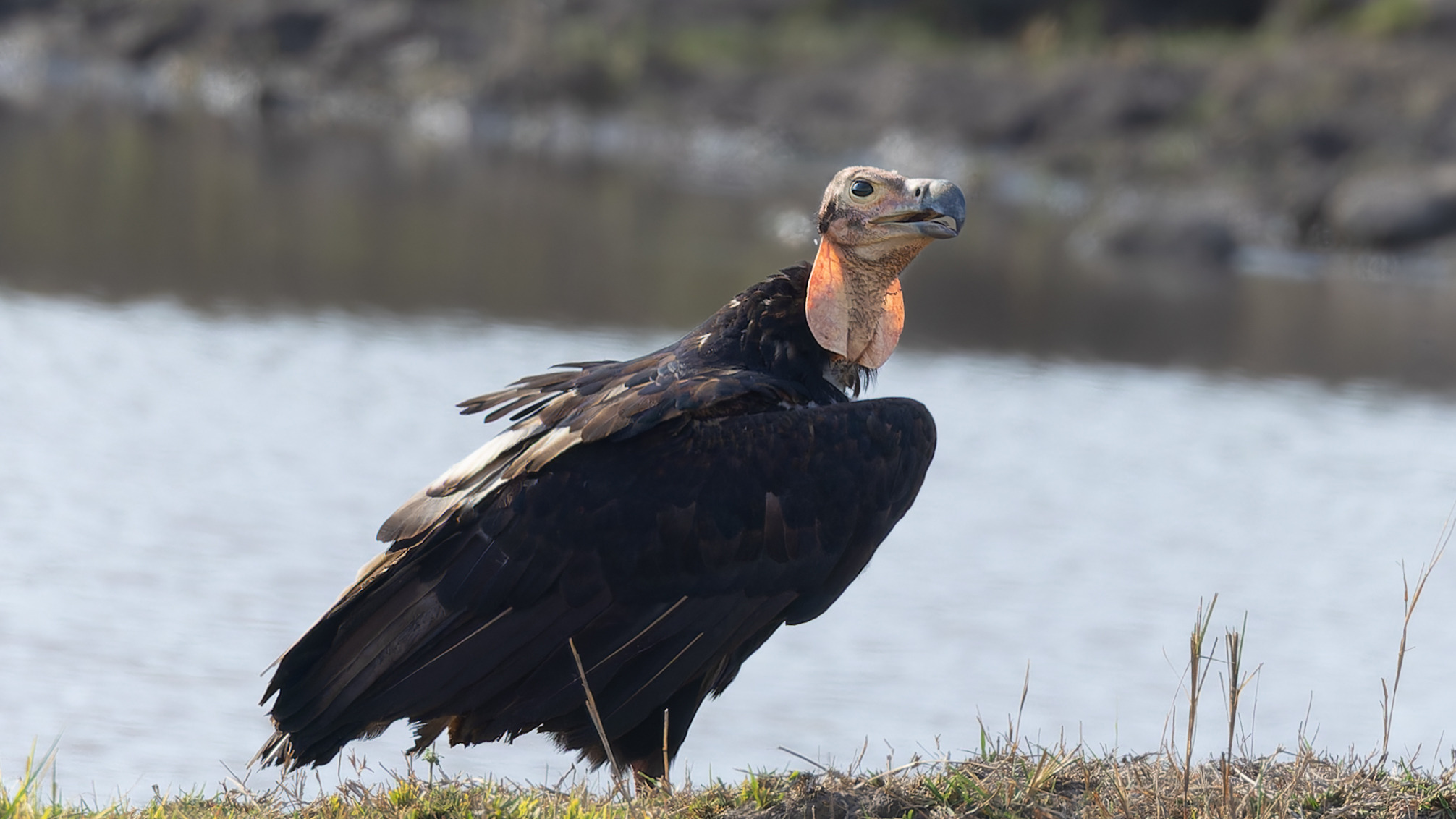 Red-headed Vulture in Bandhavgarh National Park, India
