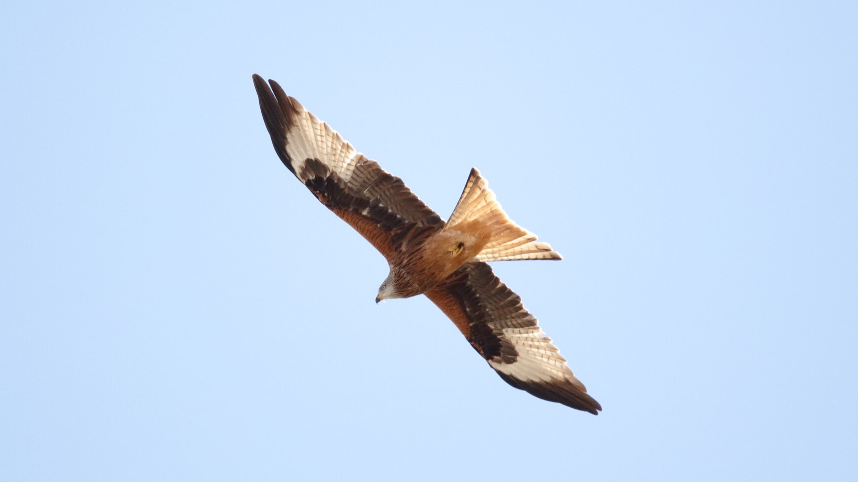 Red Kite in flight in Madrid, Spain