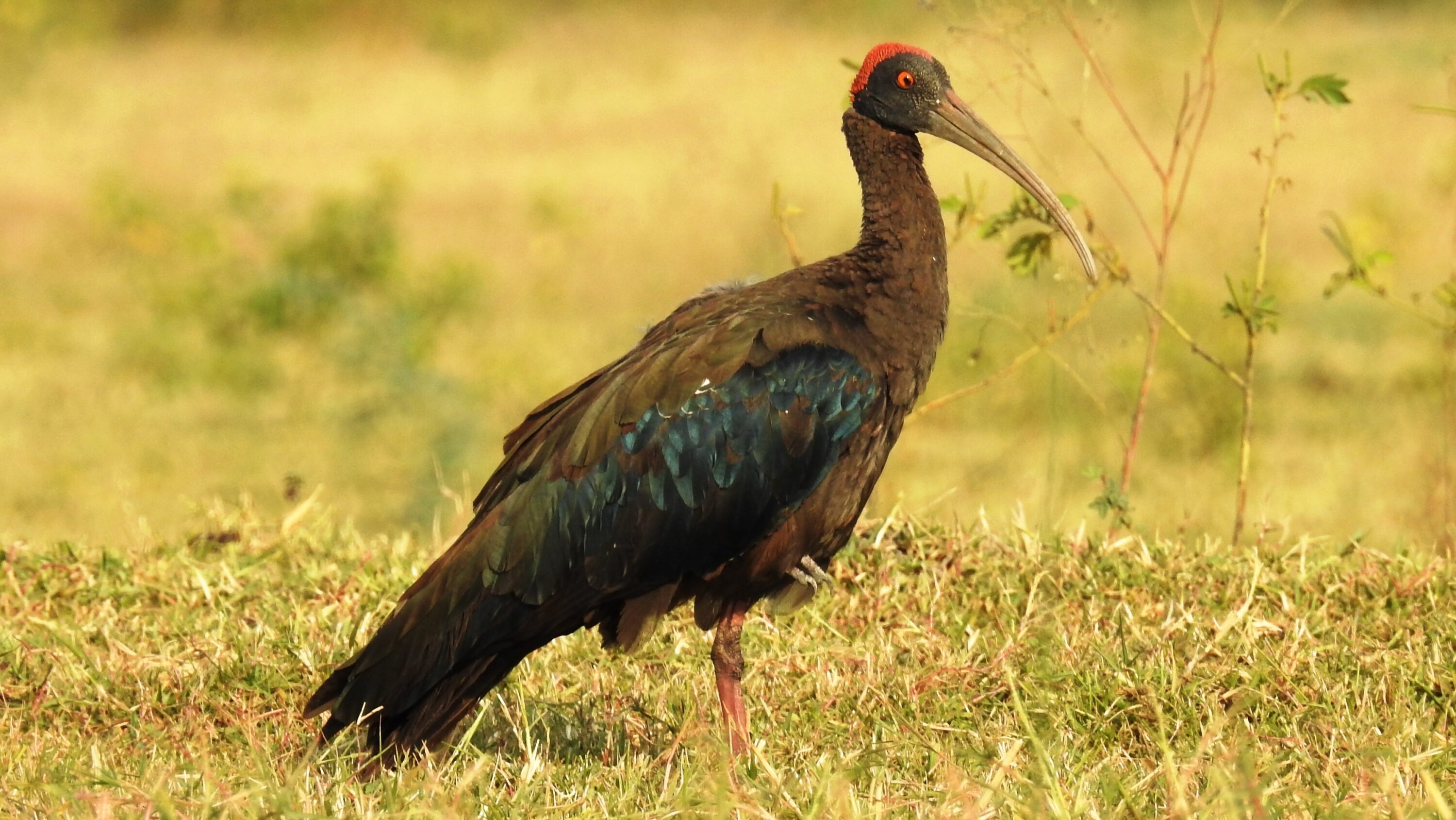 Red-naped Ibis standing in open grassland