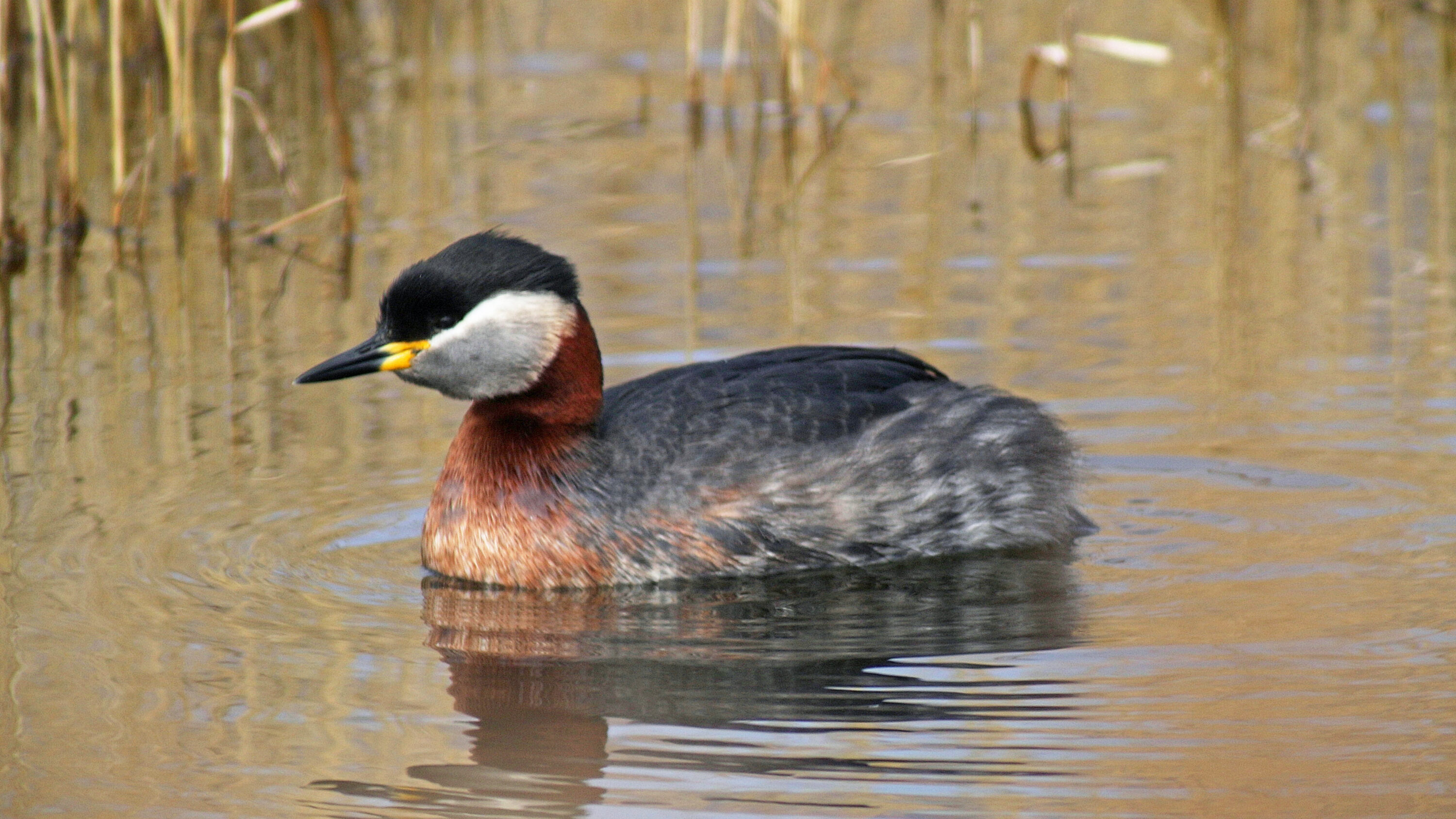 Red-necked Grebe on water