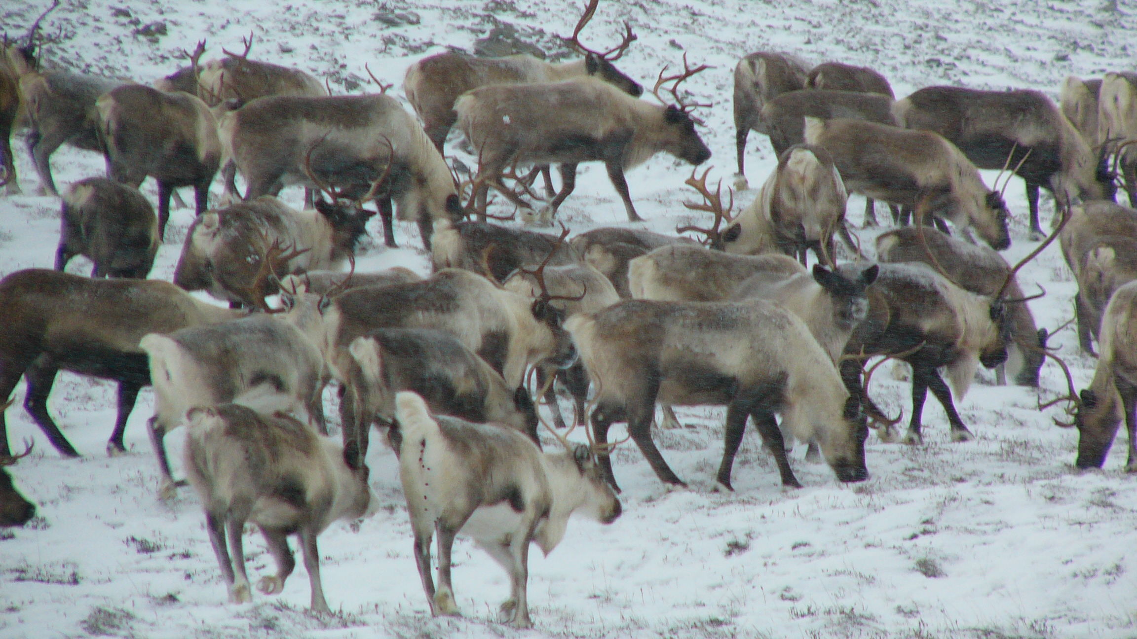 Caribou herd on snowy tundra near Nome, Alaska