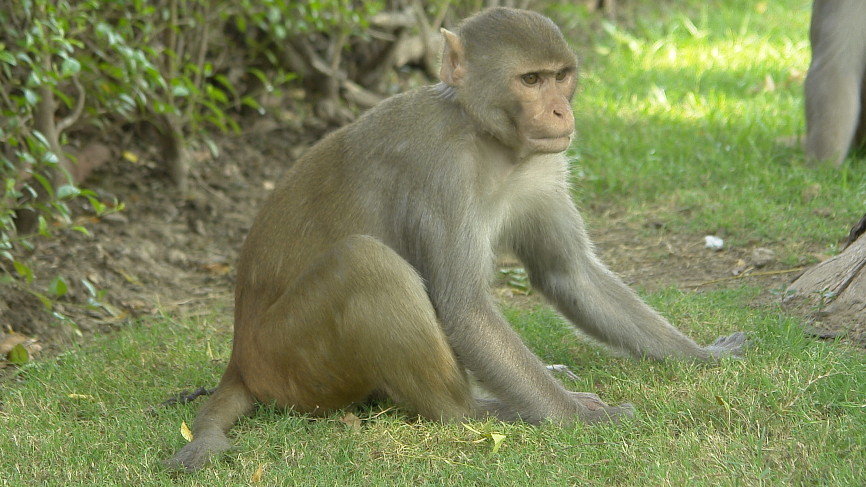 Rhesus macaque at Red Fort in Agra, India