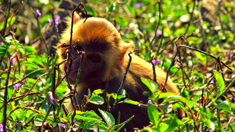 Rhesus macaque on Cayo Santiago, Puerto Rico