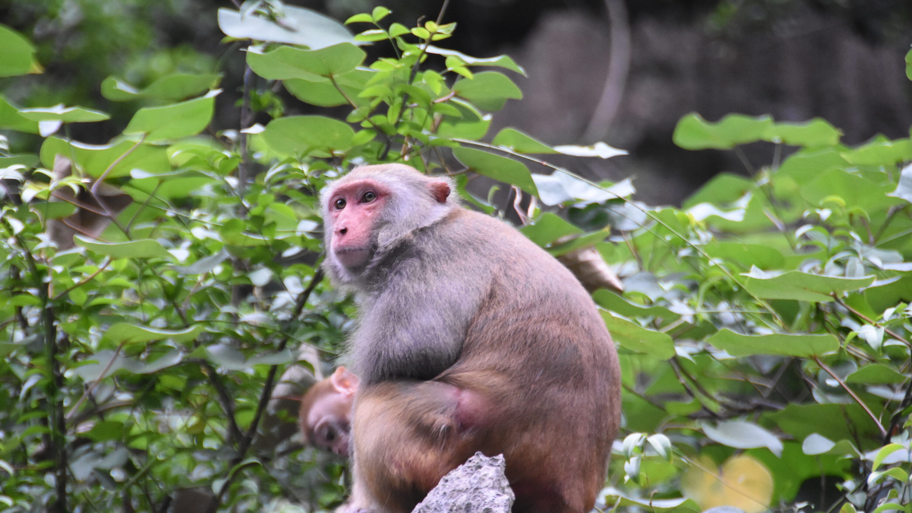Rhesus macaque in Ha Long Bay, Vietnam