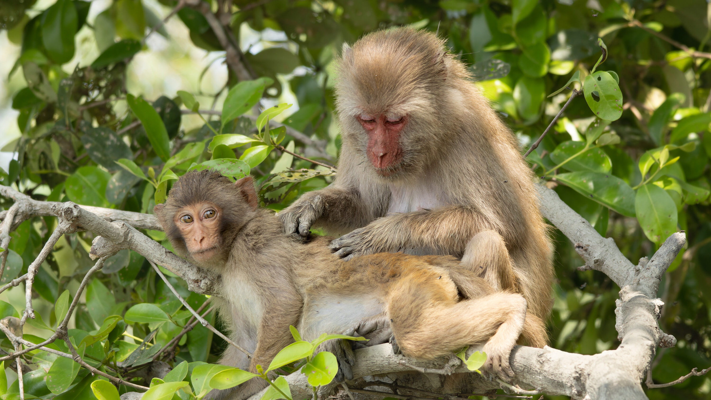 Rhesus macaque in Sundarbans National Park, West Bengal, India