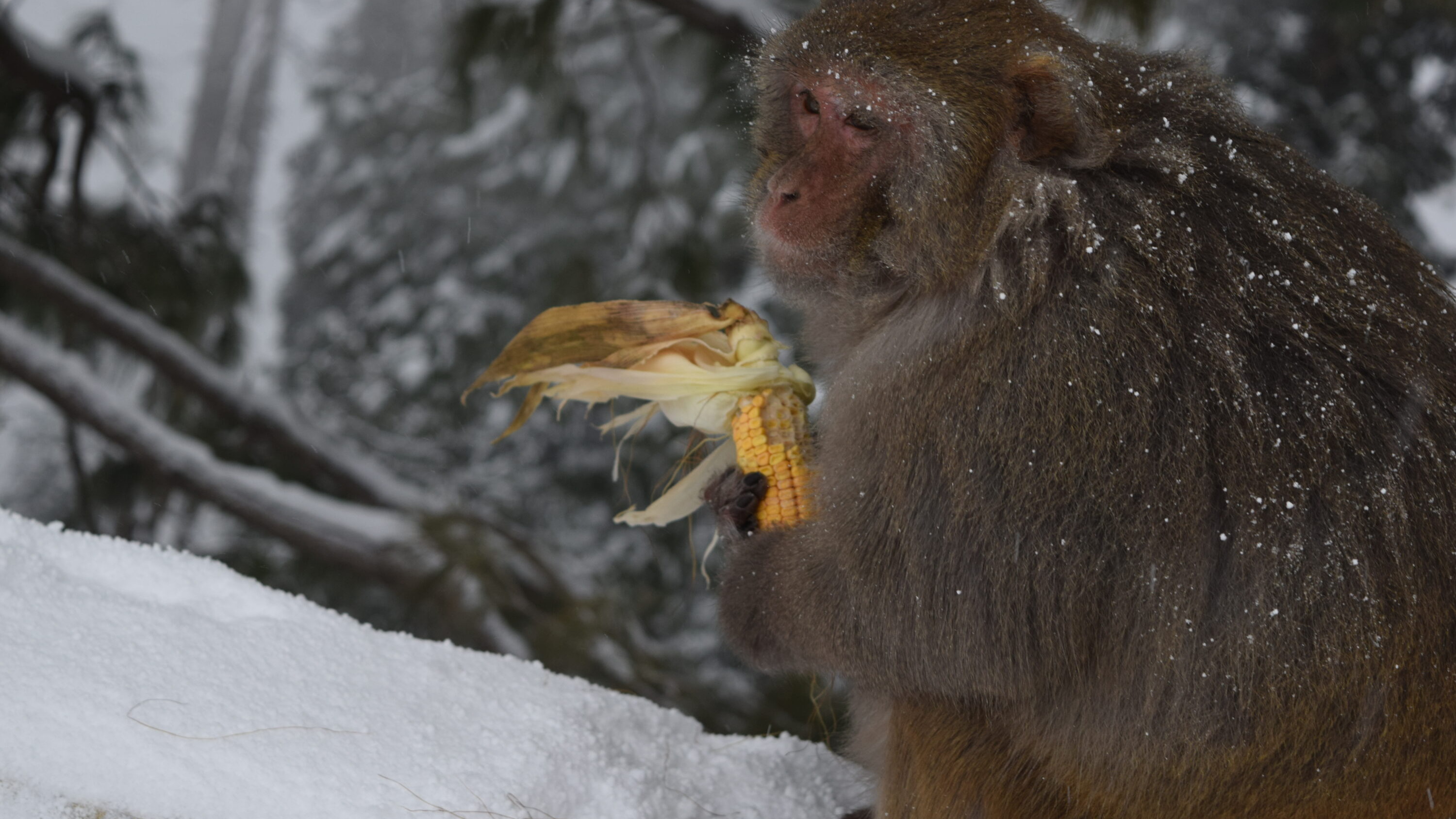 Rhesus macaque eating maize