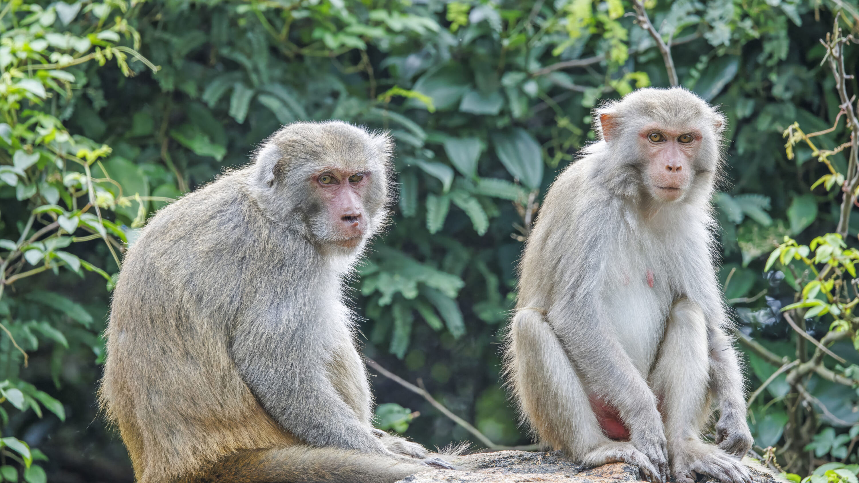 Male and female rhesus macaques in Son Tra Nature Reserve, Vietnam
