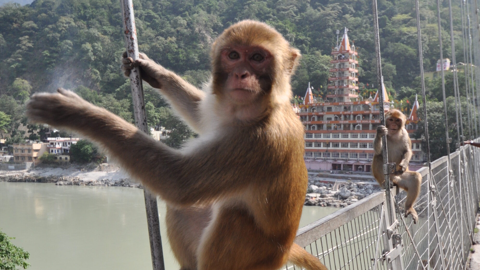 Rhesus macaque on a bridge in Rishikesh, Uttarakhand, India