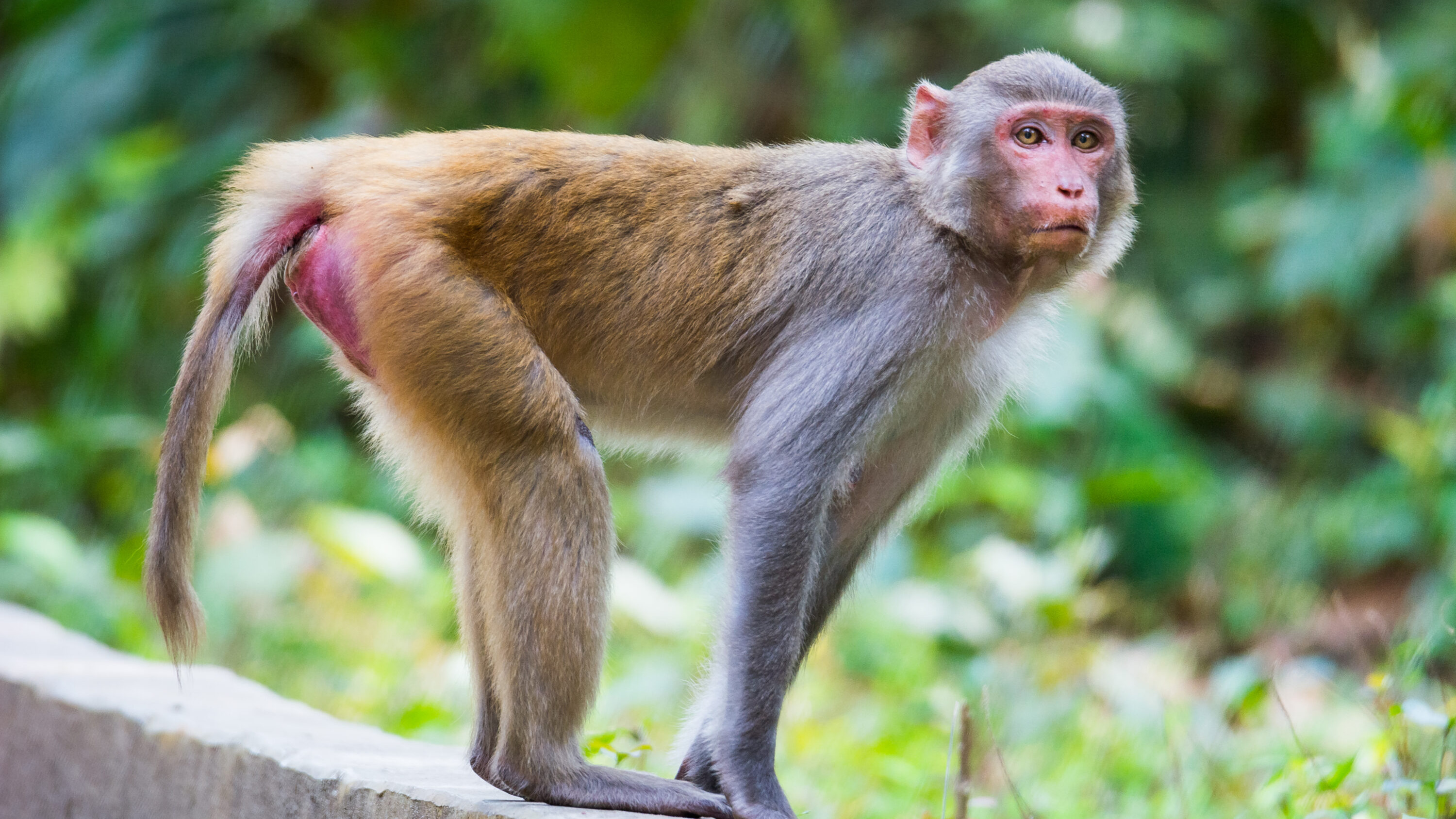 Rhesus macaque in Satchari National Park, Bangladesh