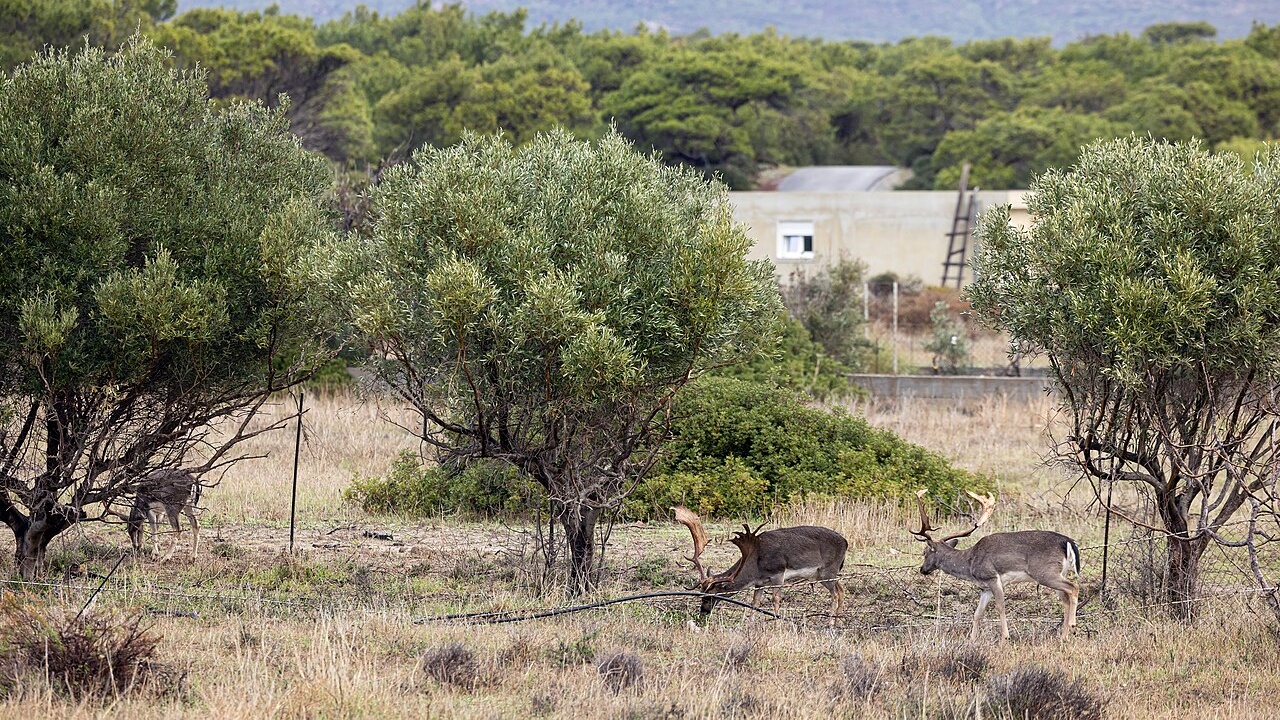 European fallow deer among olive trees at Plimmiri on Rhodes