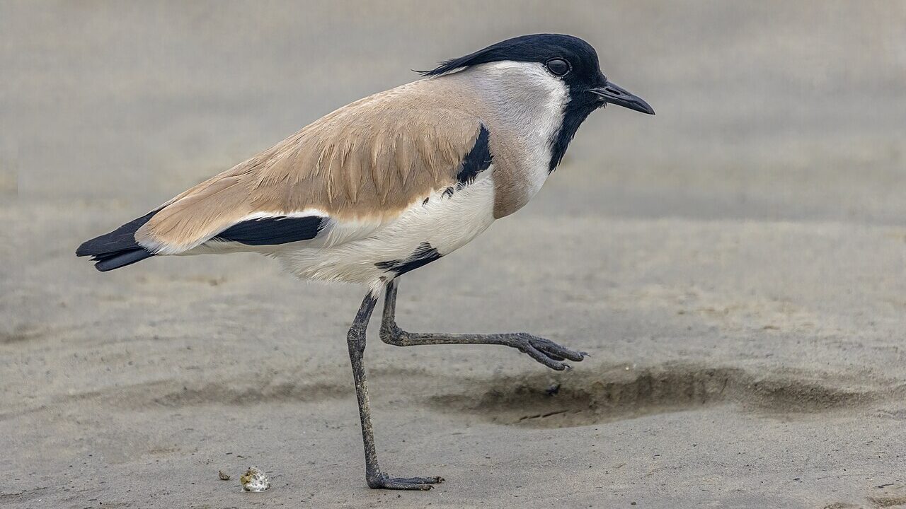 River lapwing walking on sandy ground