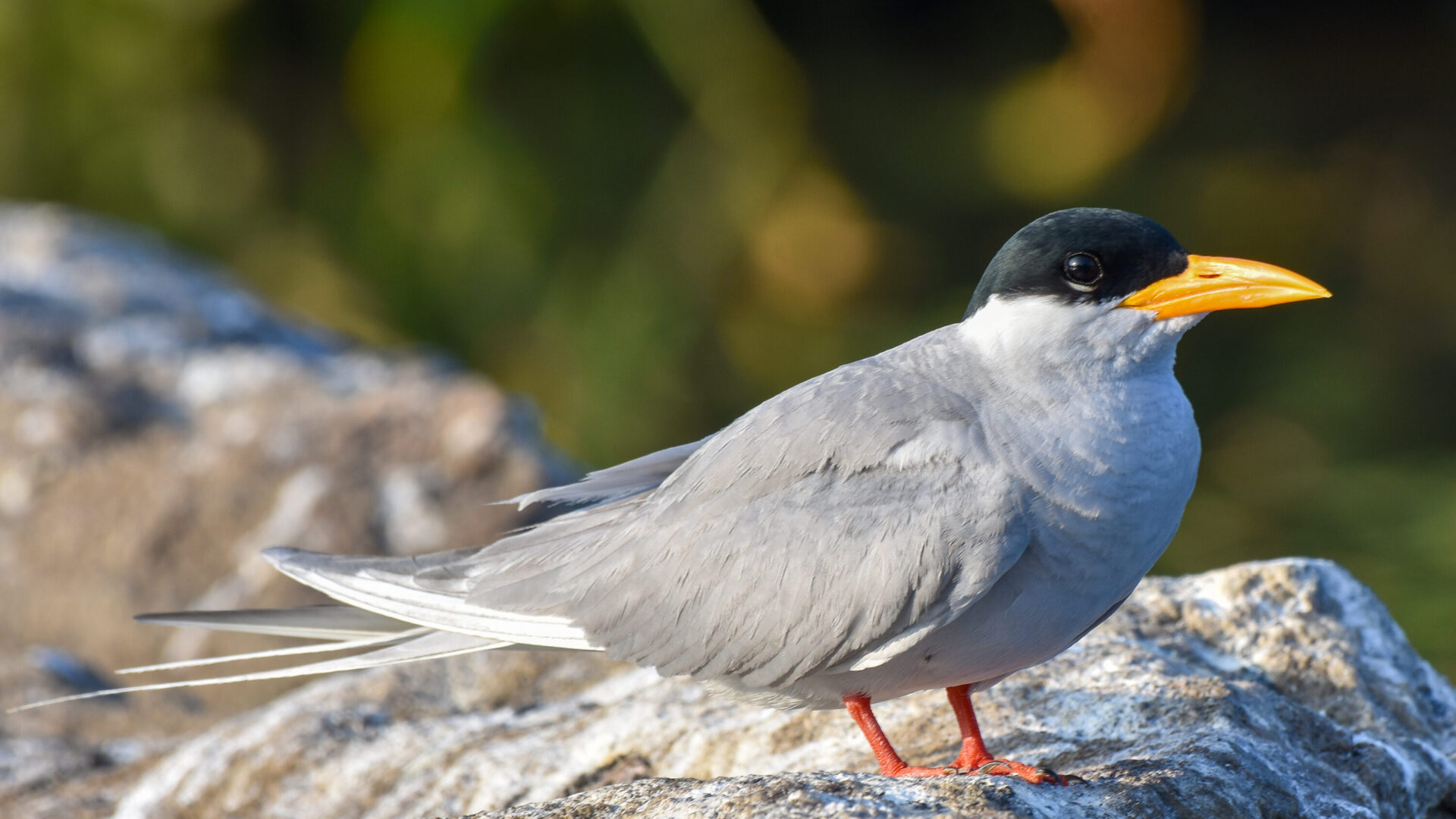 River tern perched on a rock at Ranganathittu, India
