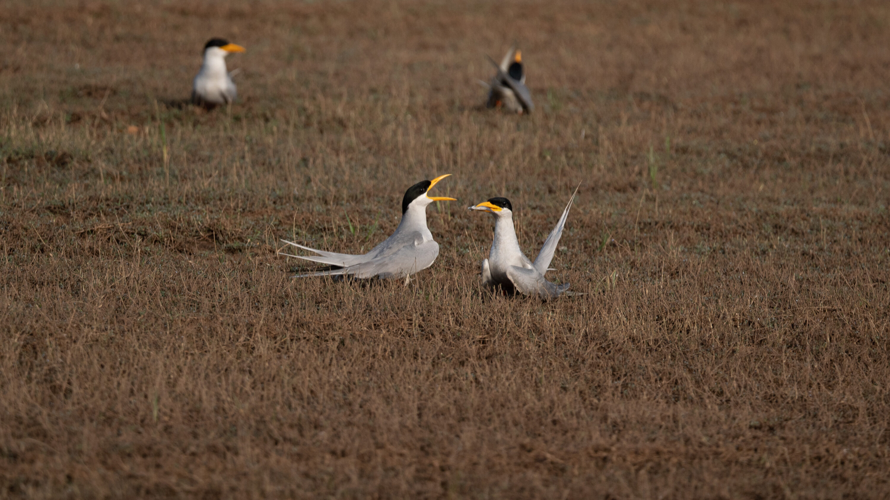 Sterna aurantia courting at Bhadra Reservoir, Karnataka, India